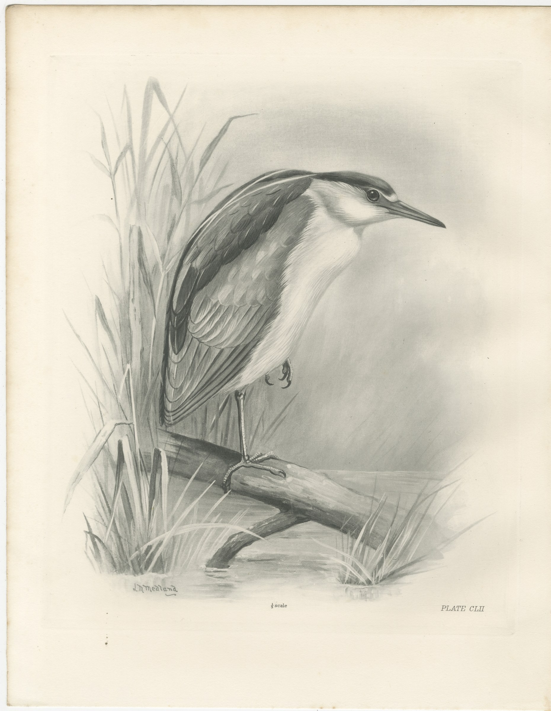 Night Heron, Antique Bird Print after Lilian Medland, circa 1909