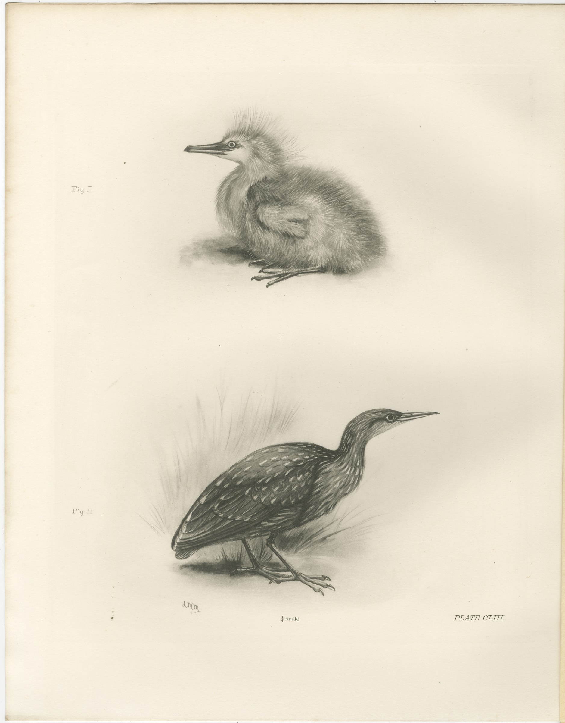 Young Night Heron, Antique Bird Print after Lilian Medland, circa 1909