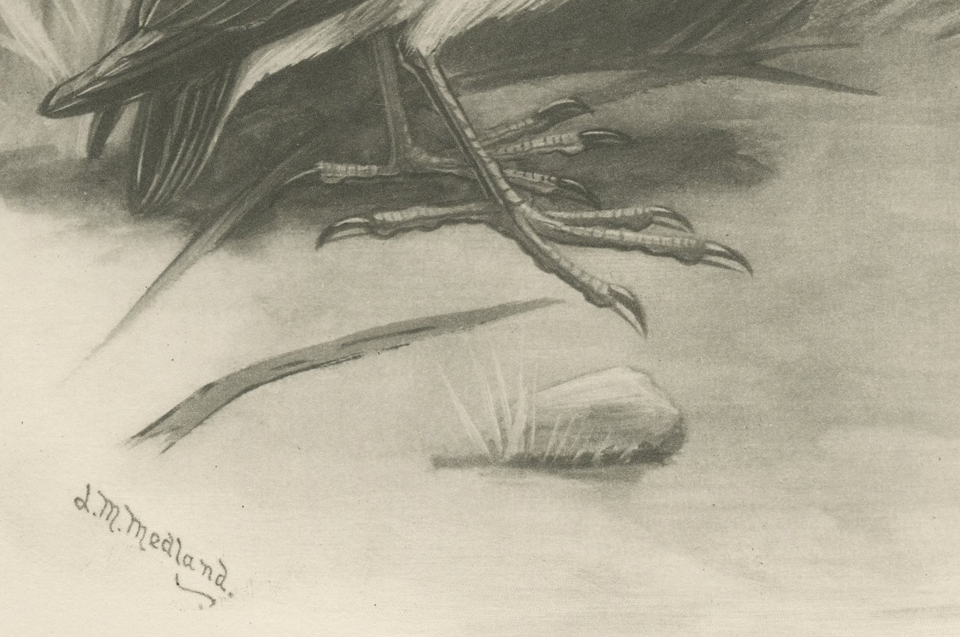 Little Bittern, Antique Bird Print after Lilian Medland, circa 1909, view 4