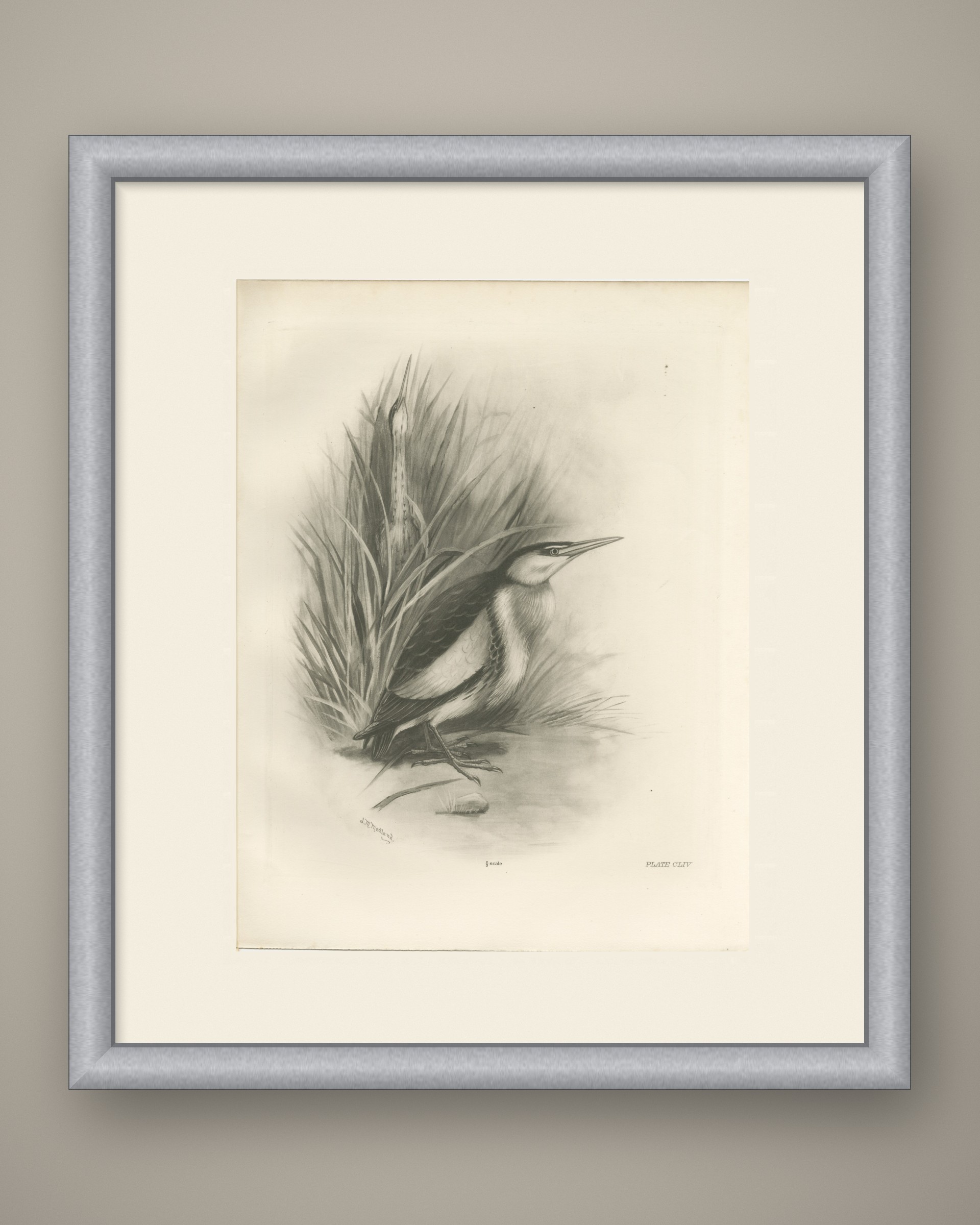 Little Bittern, Antique Bird Print after Lilian Medland, circa 1909, view 2