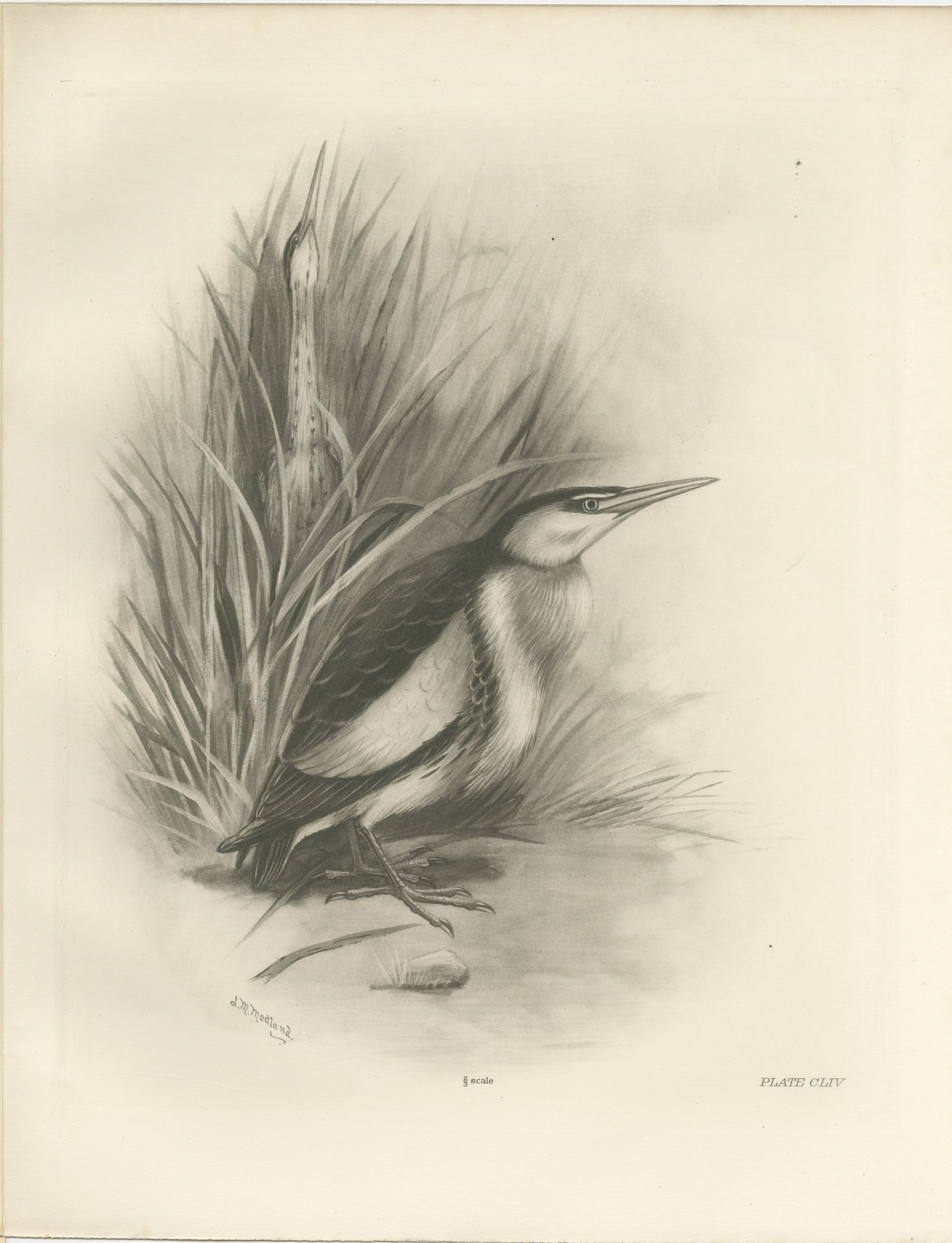 Little Bittern, Antique Bird Print after Lilian Medland, circa 1909