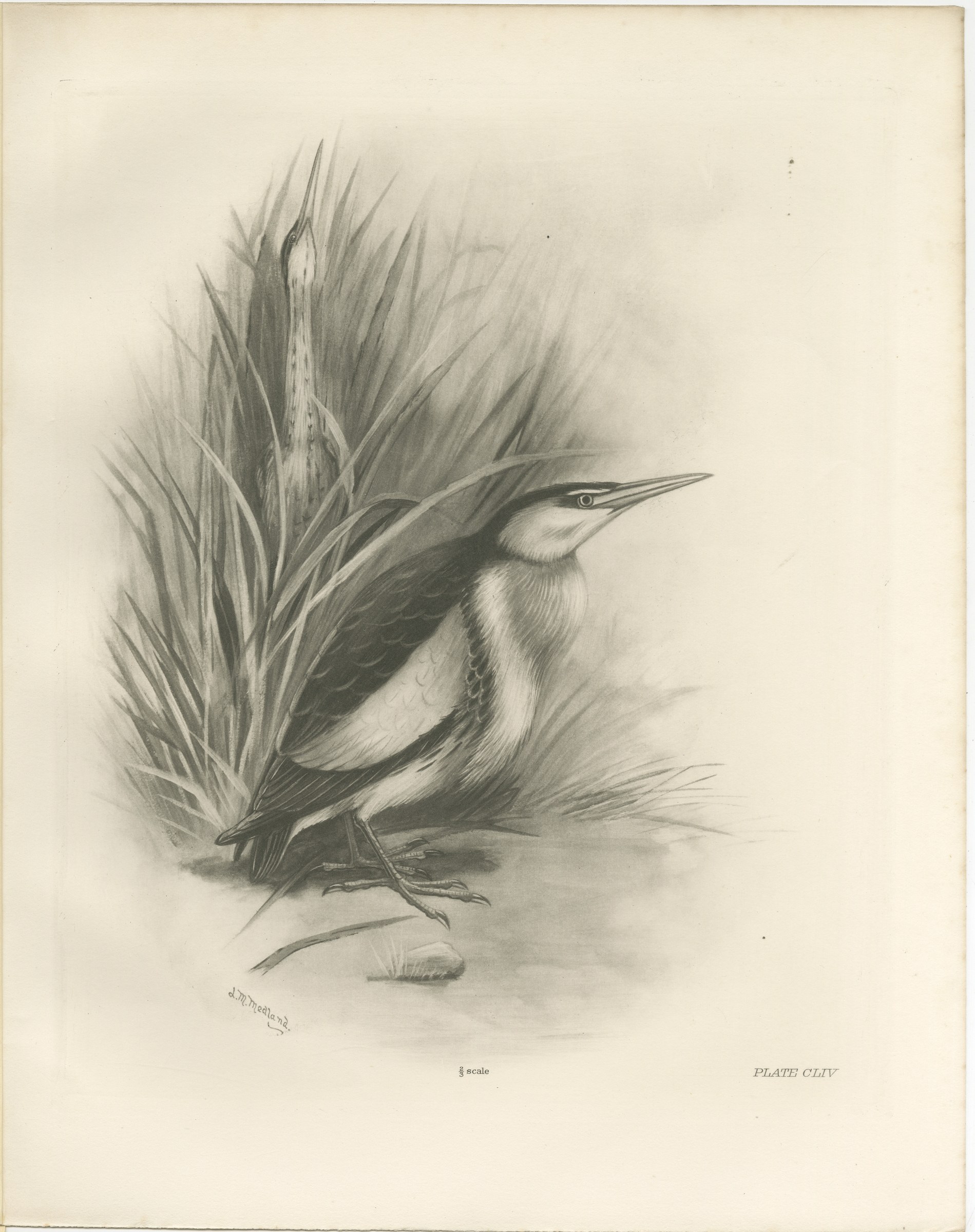 Little Bittern, Antique Bird Print after Lilian Medland, circa 1909, view 3