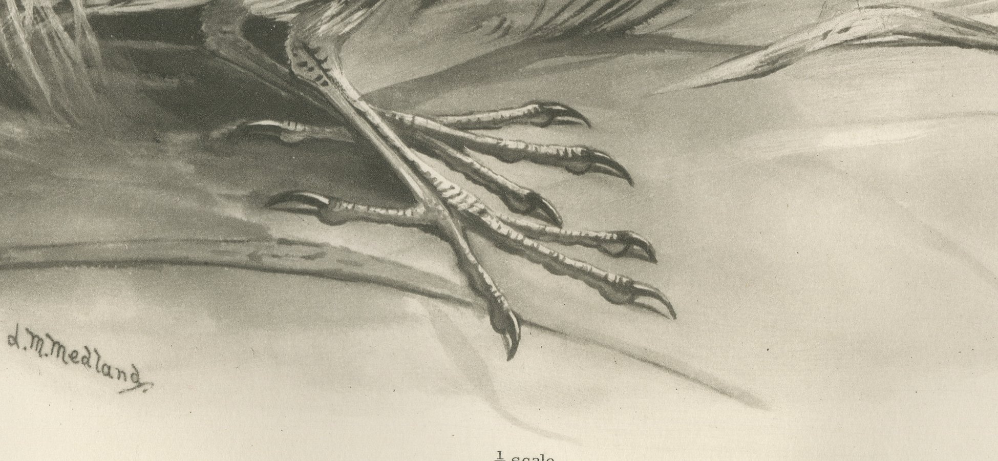 Bittern, Antique Bird Print after Lilian Medland, circa 1909, view 4