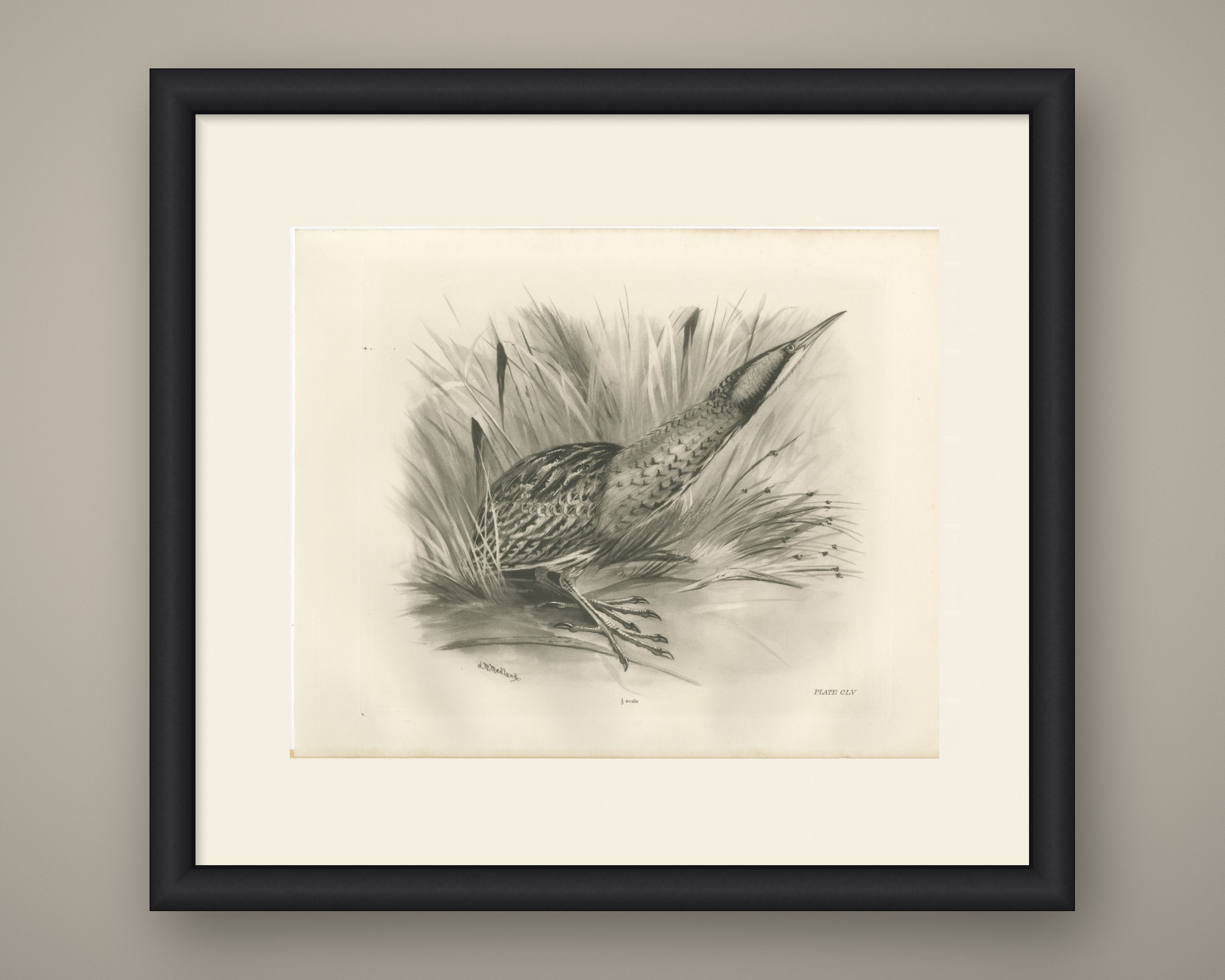 Bittern, Antique Bird Print after Lilian Medland, circa 1909, view 2