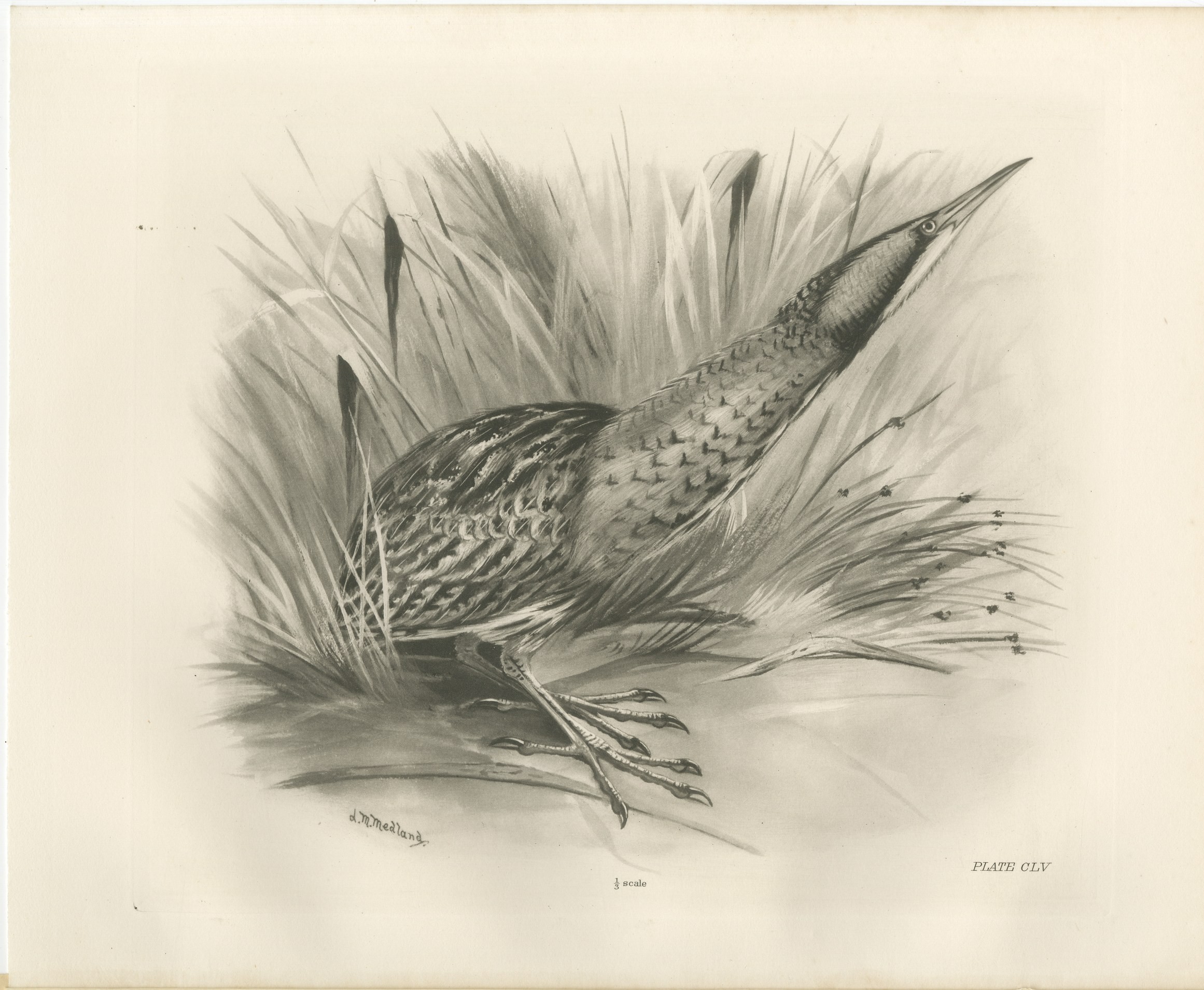 Bittern, Antique Bird Print after Lilian Medland, circa 1909