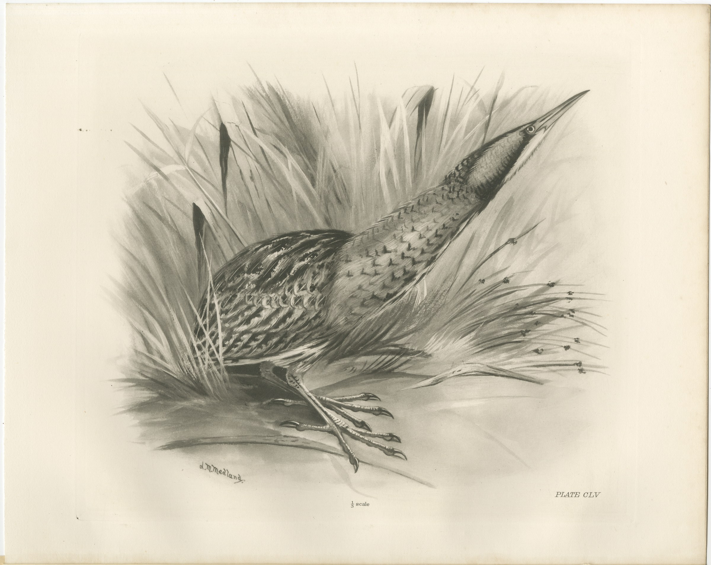 Bittern, Antique Bird Print after Lilian Medland, circa 1909, view 3