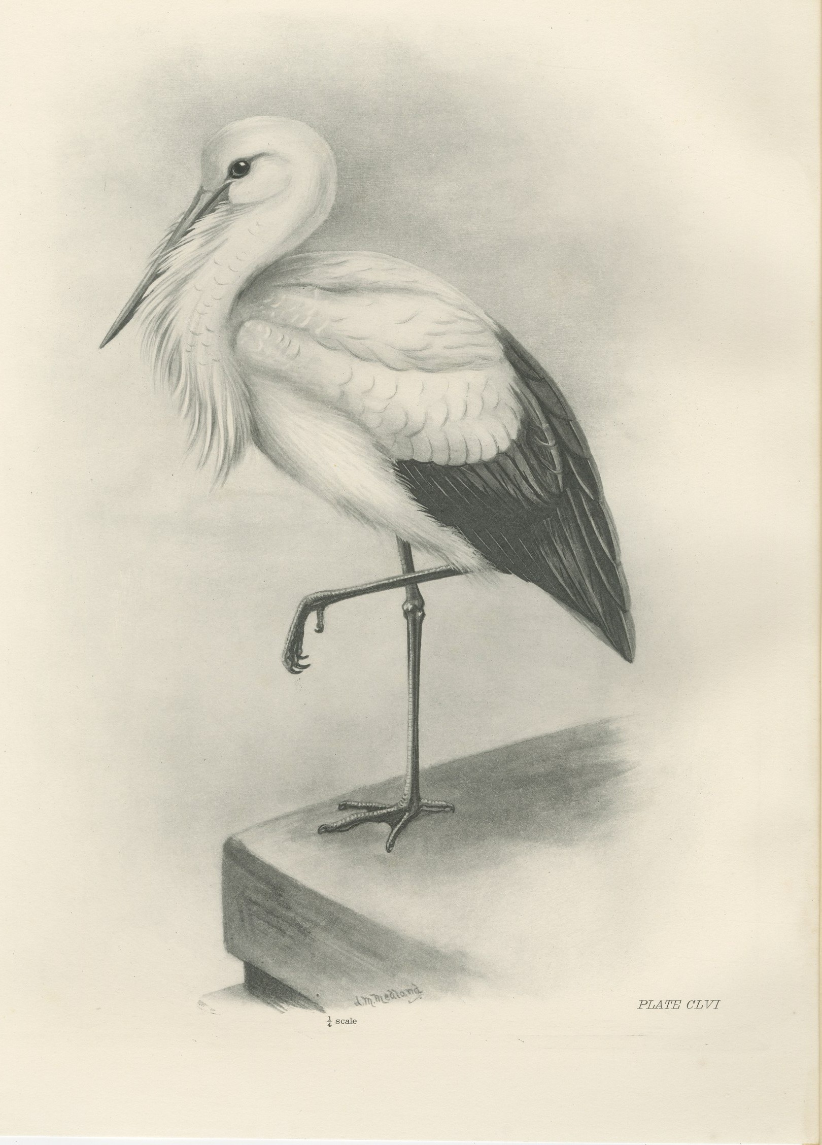 White Stork, Antique Bird Print after Lilian Medland, circa 1909