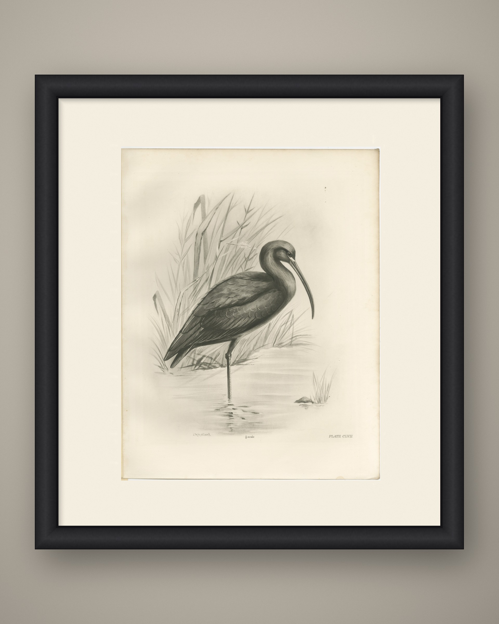 Glossy Ibis, Antique Bird Print after Lilian Medland, circa 1909, view 2