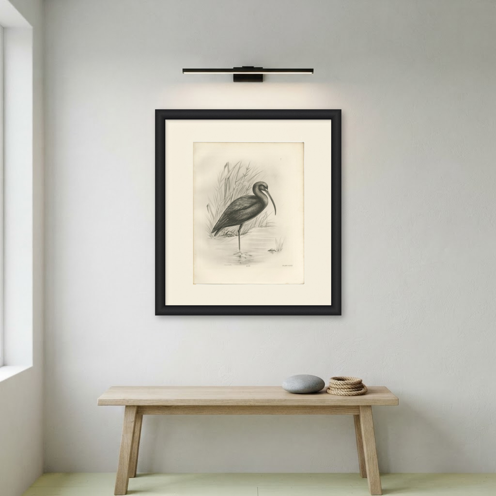 Glossy Ibis, Antique Bird Print after Lilian Medland, circa 1909, view 4