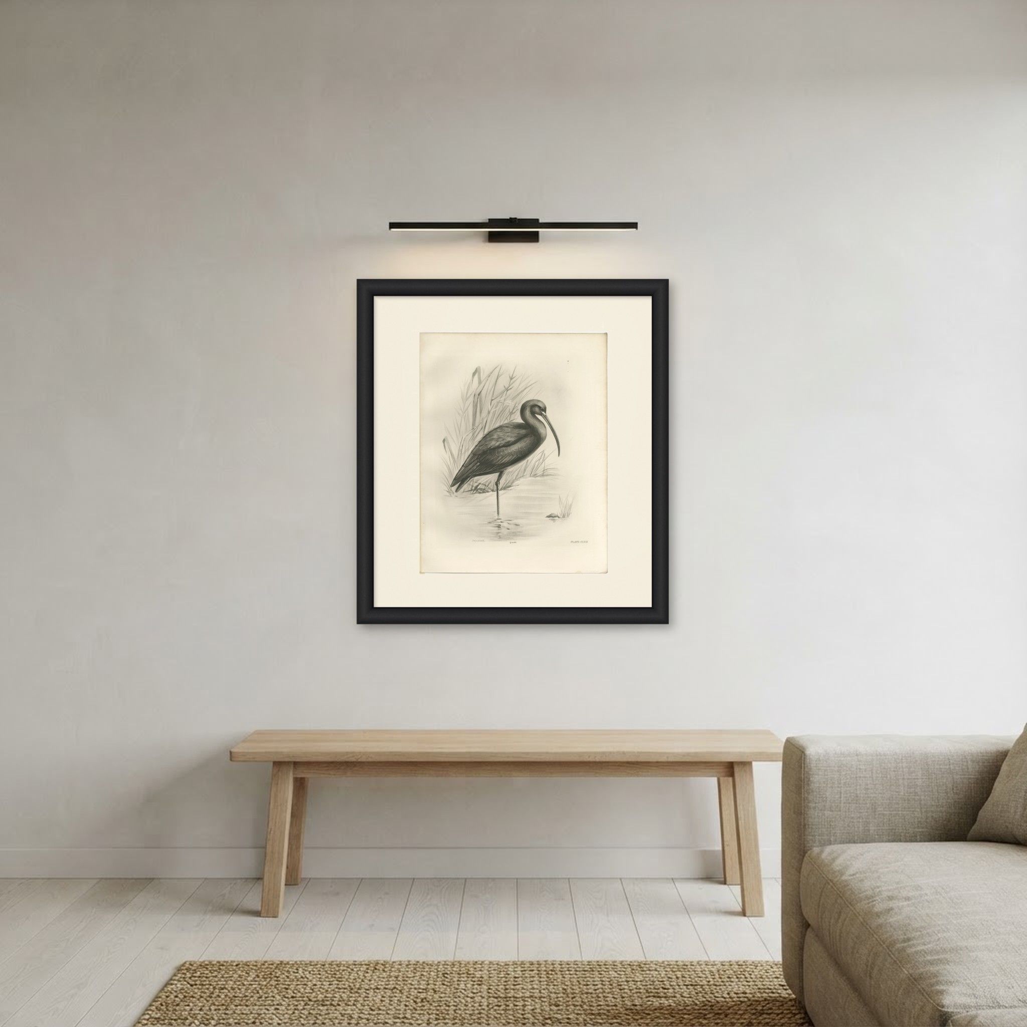 Glossy Ibis, Antique Bird Print after Lilian Medland, circa 1909, view 5