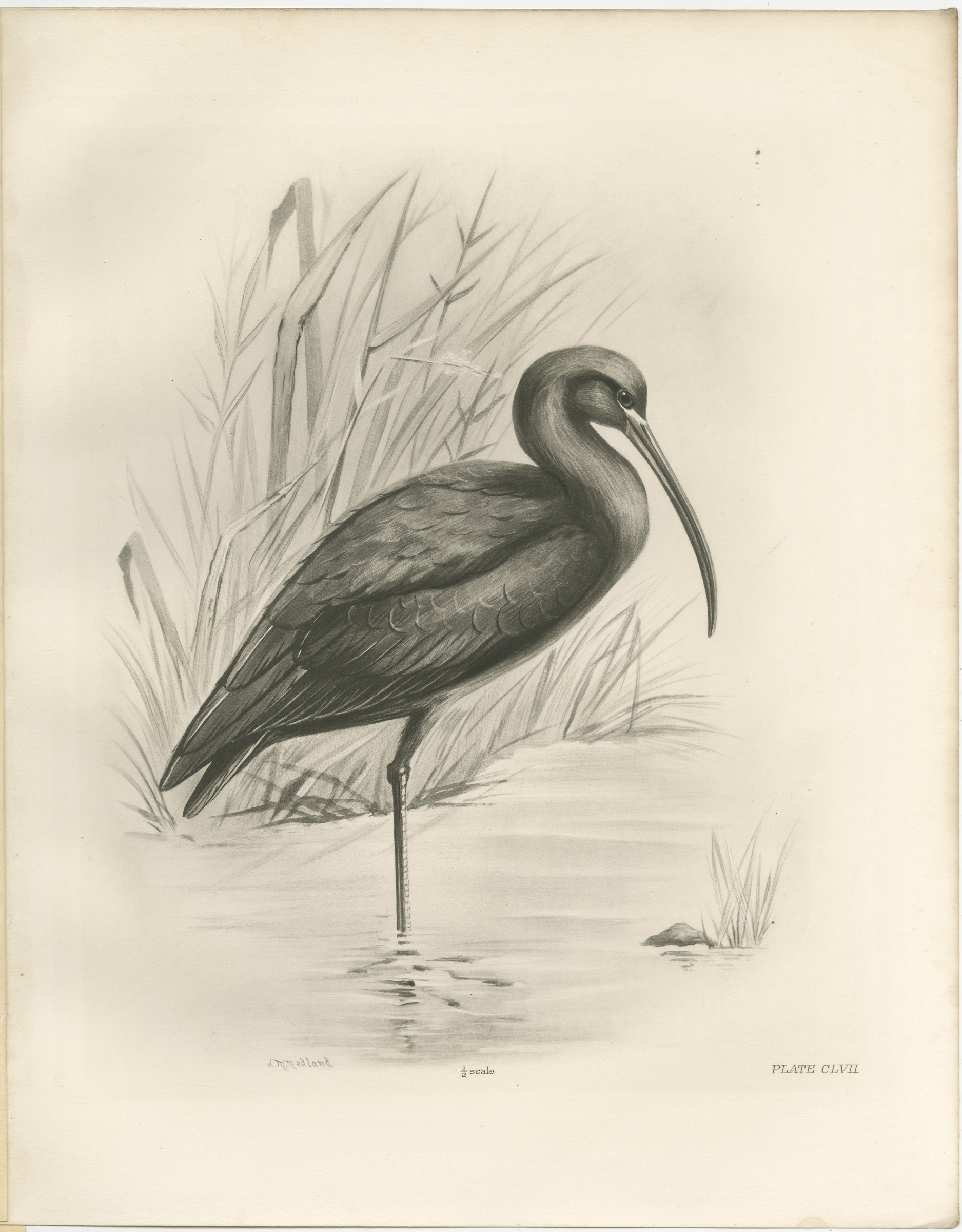 Glossy Ibis, Antique Bird Print after Lilian Medland, circa 1909