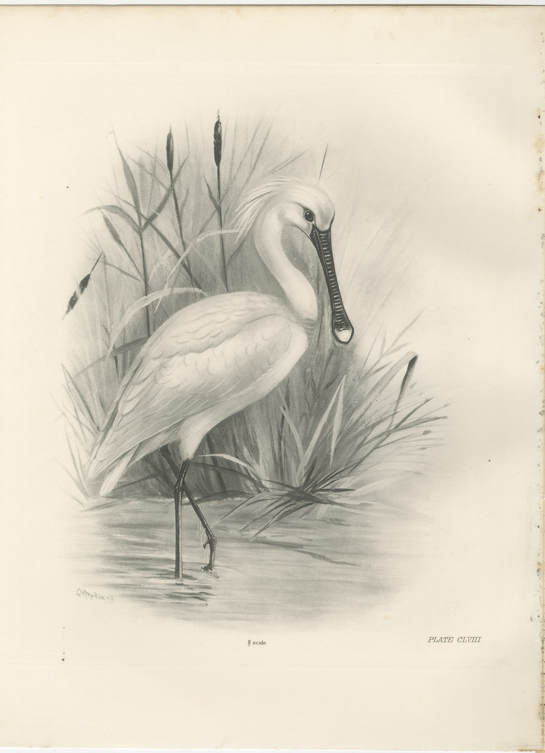 Spoonbill, Antique Bird Print after Lilian Medland, circa 1909