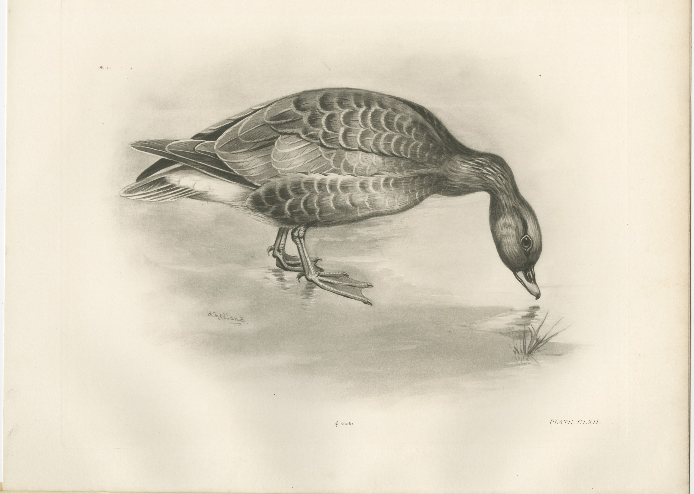 Grey Goose Feeding, Antique Bird Print after Lilian Medland, circa 1909