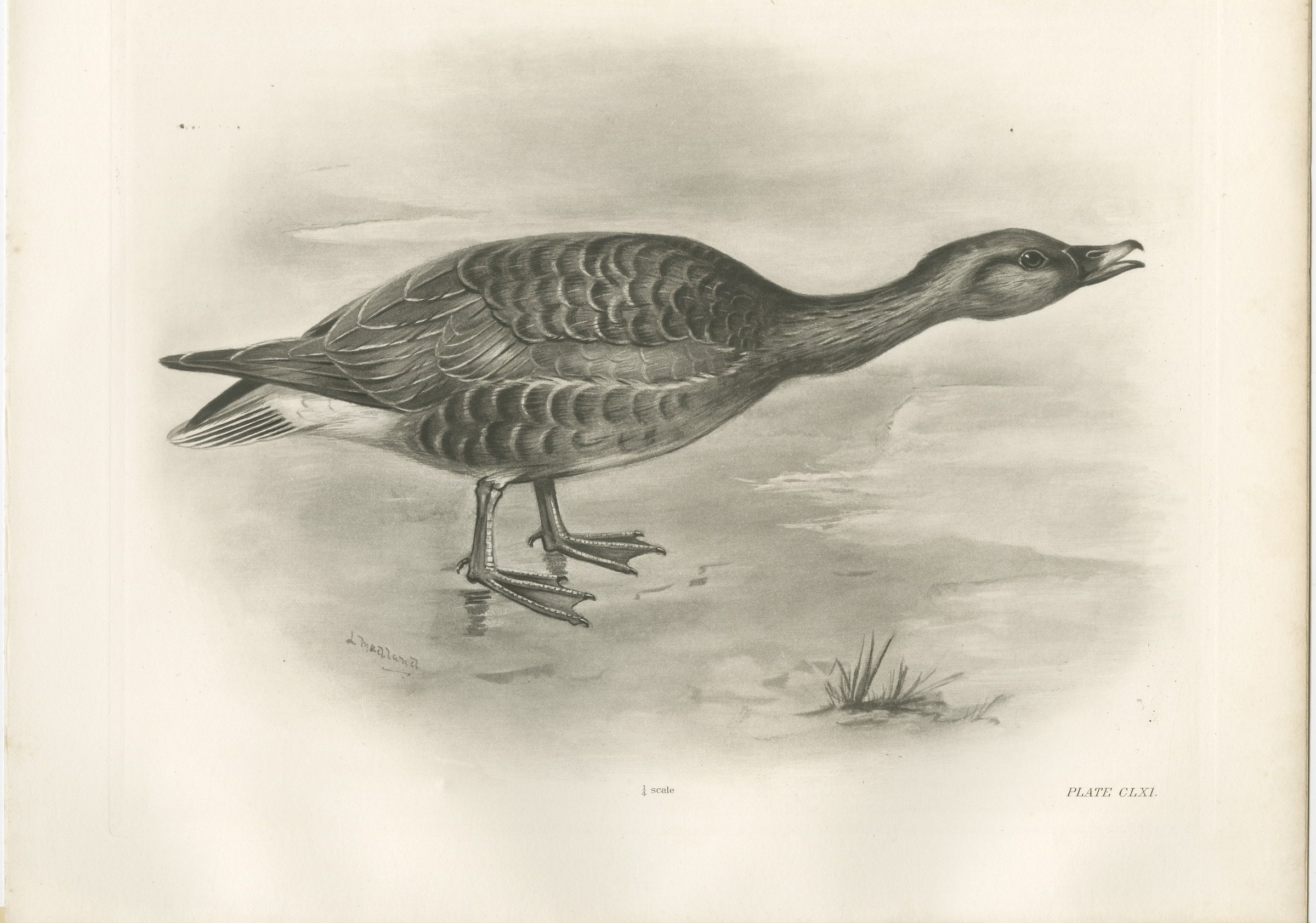 Grey Goose Walking, Antique Bird Print after Lilian Medland, circa 1909