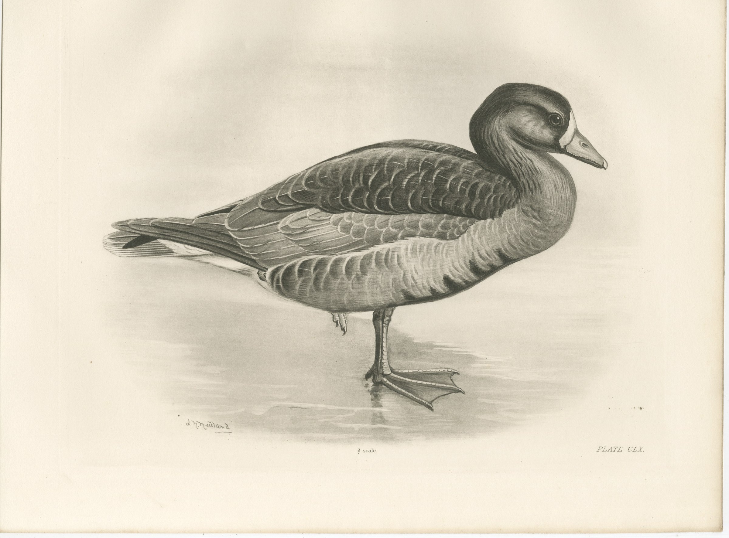 Grey Goose, Antique Bird Print after Lilian Medland, circa 1909