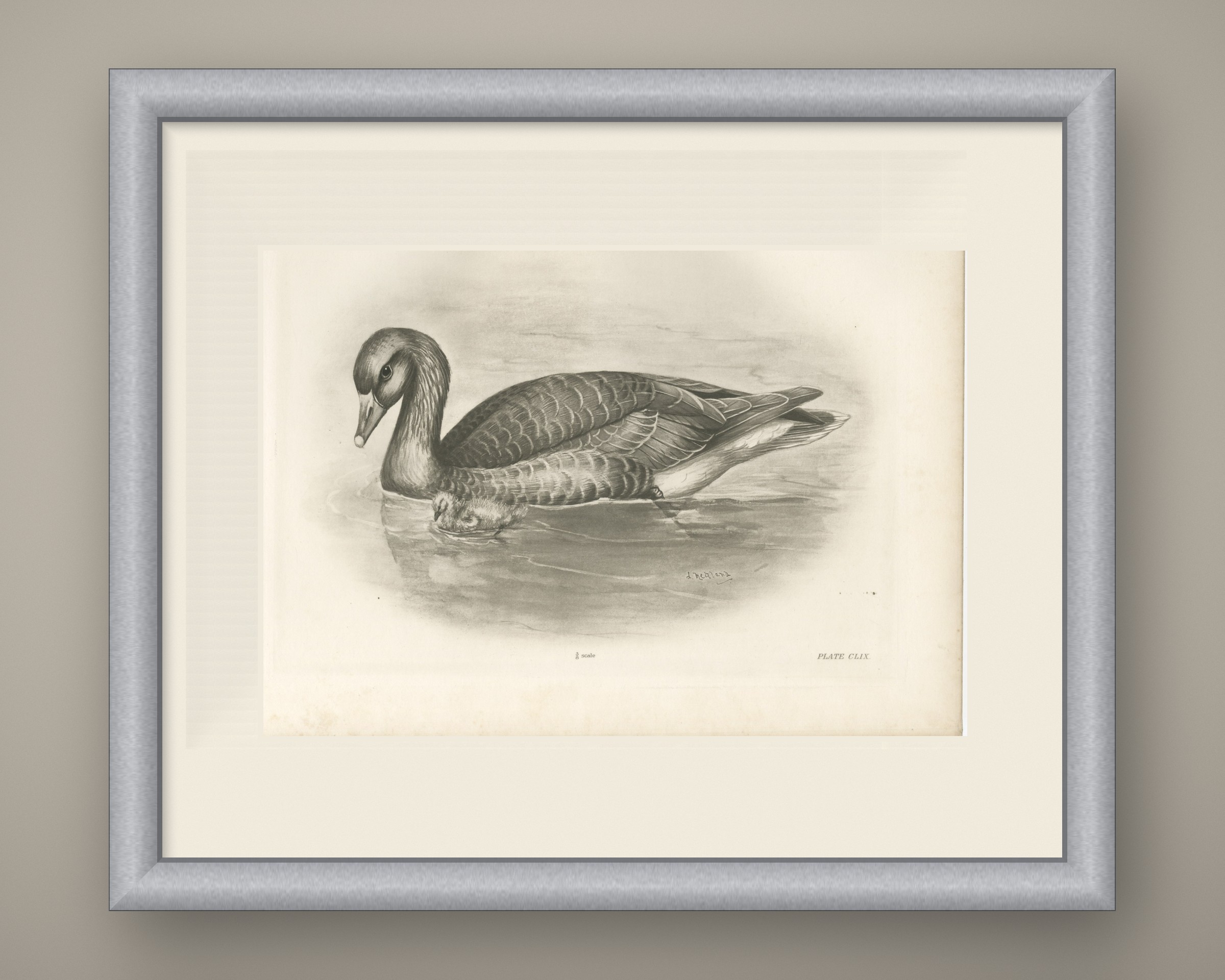 Wild Geese on the Water, Antique Bird Print after Lilian Medland, circa 1909, view 2