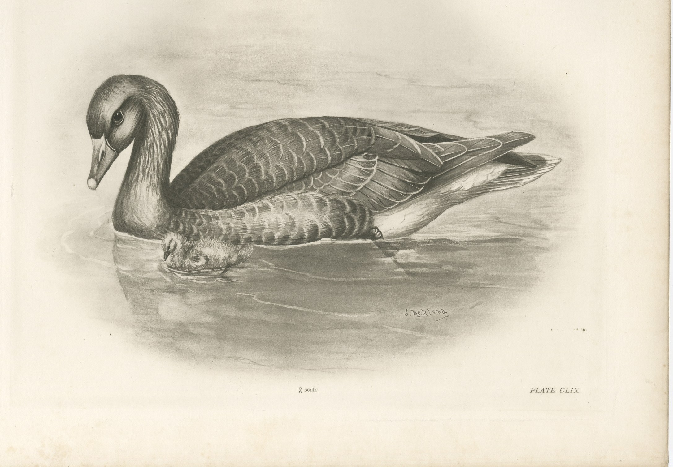 Wild Geese on the Water, Antique Bird Print after Lilian Medland, circa 1909