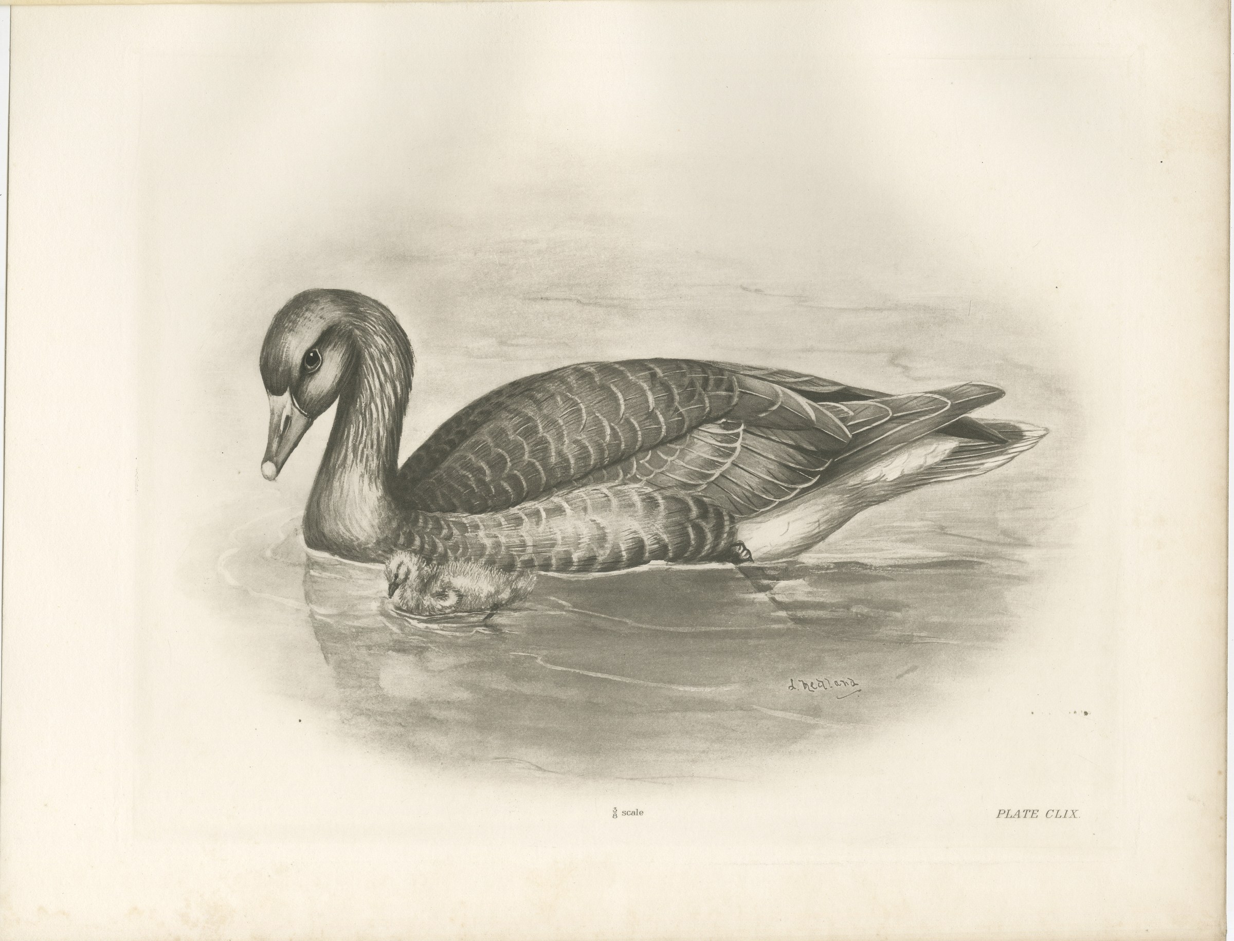 Wild Geese on the Water, Antique Bird Print after Lilian Medland, circa 1909, view 3