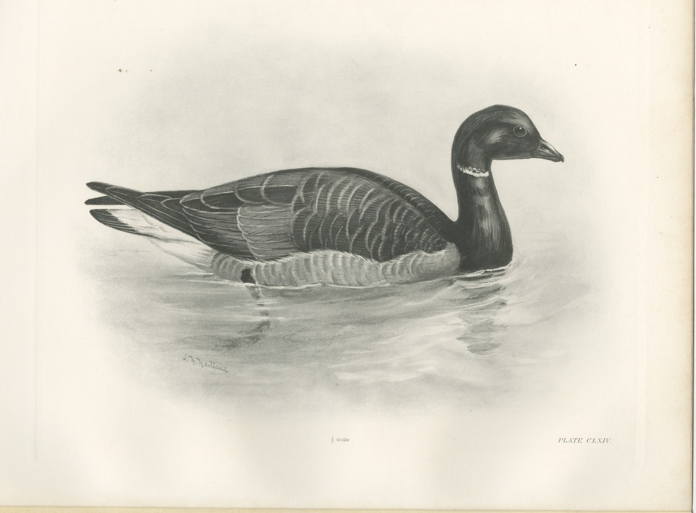 Brent Goose, Antique Bird Print after Lilian Medland, circa 1909