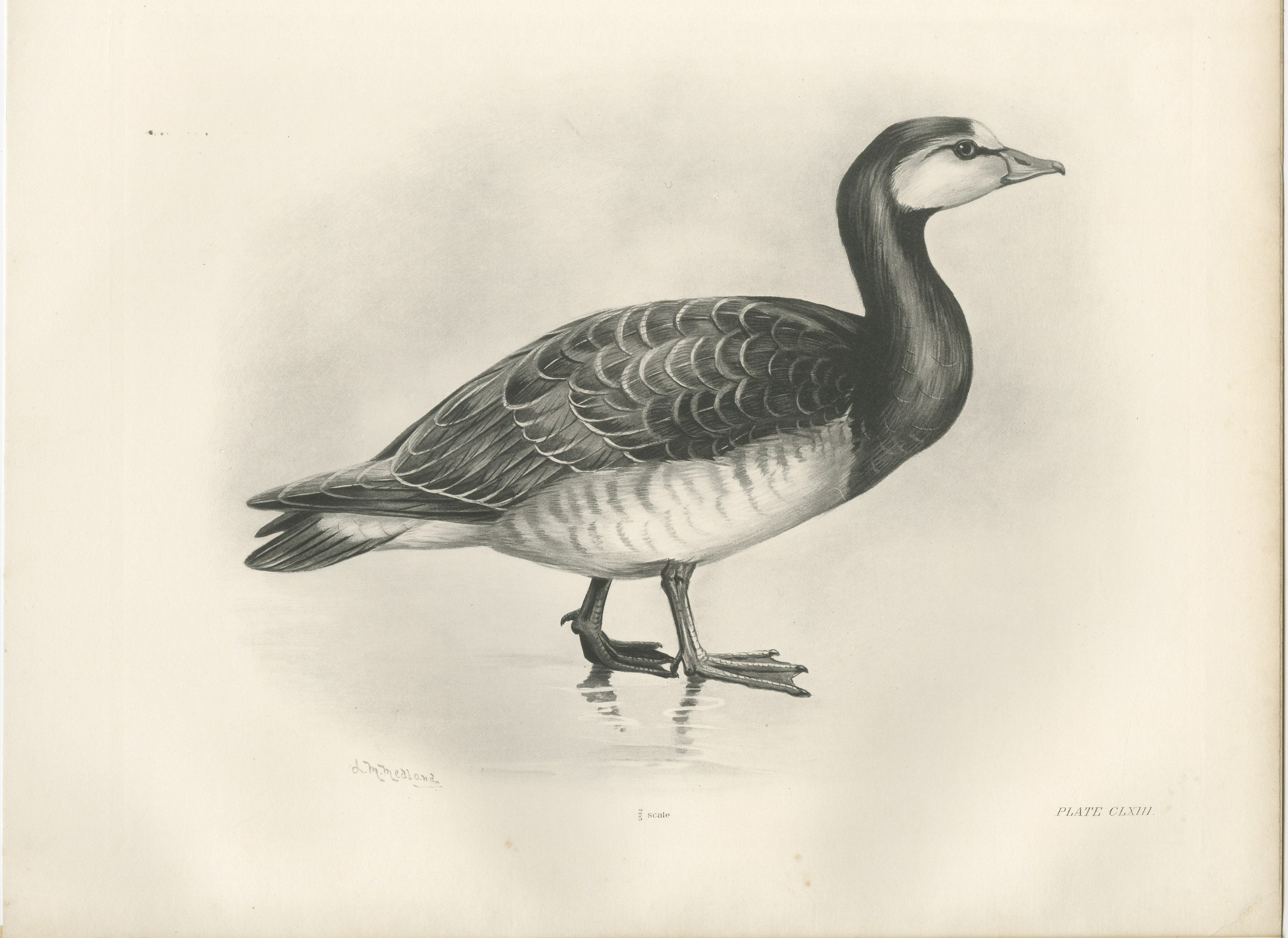 Barnacle Goose, Antique Bird Print after Lilian Medland, circa 1909