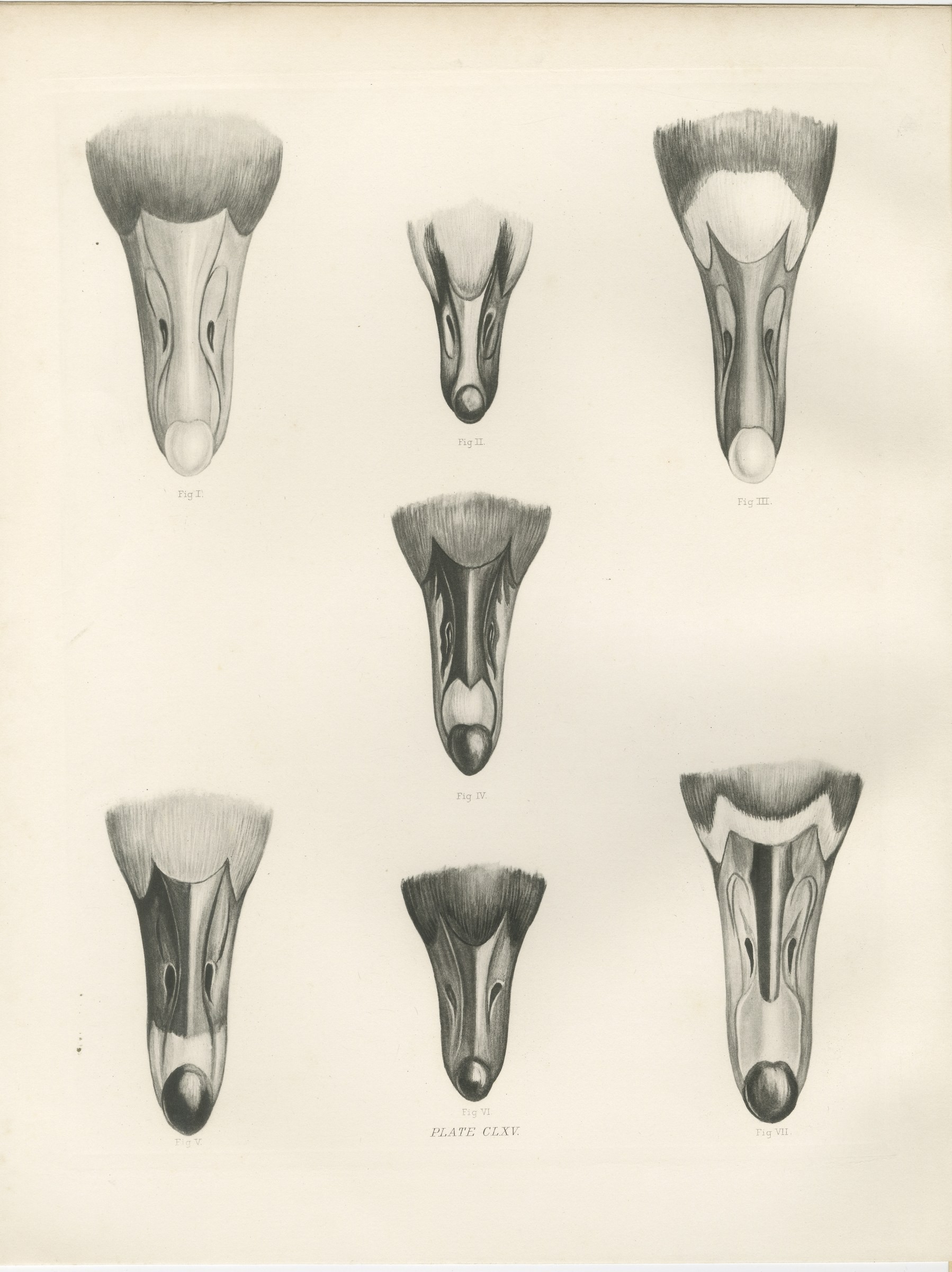Heads of the Wild Geese, Antique Bird Print after Lilian Medland, circa 1909