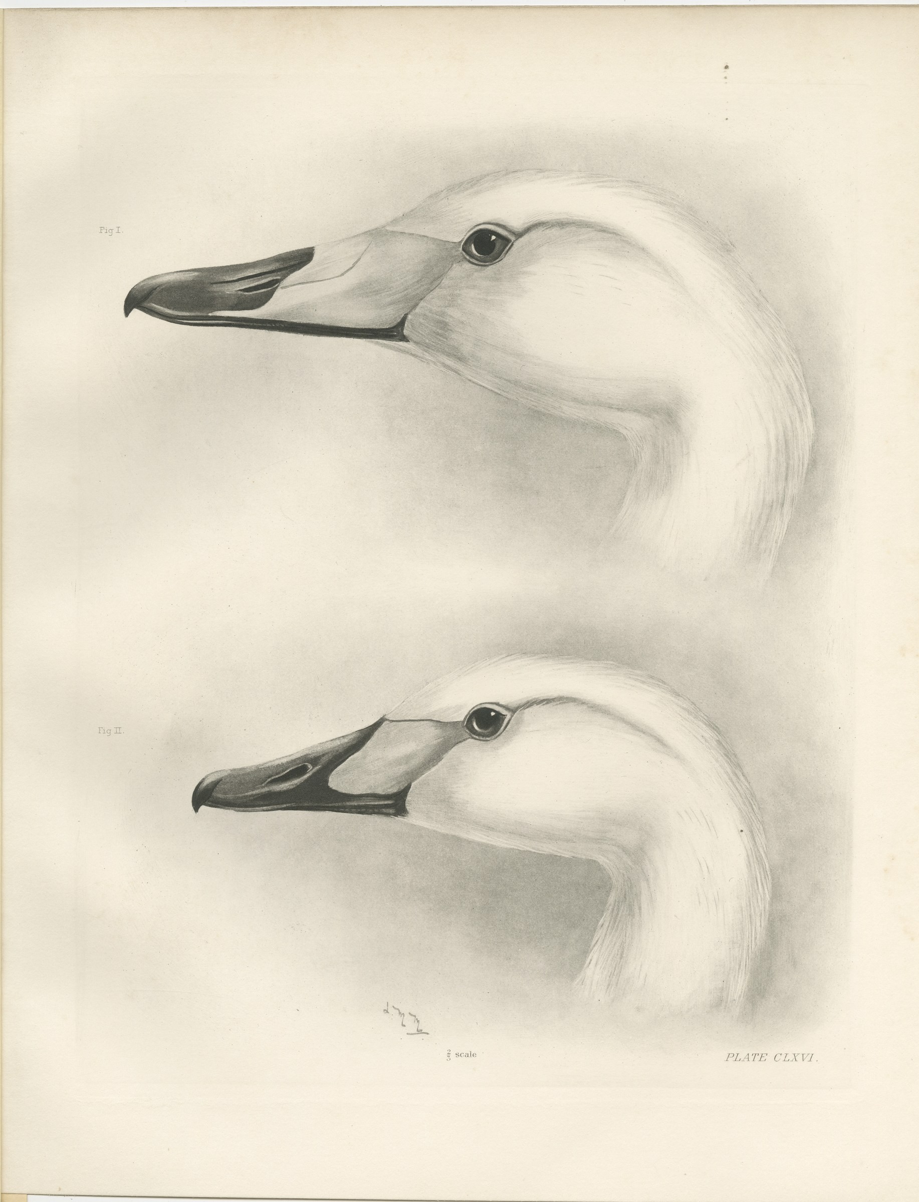 Heads of the Wild Swans, Antique Bird Print after Lilian Medland, circa 1909