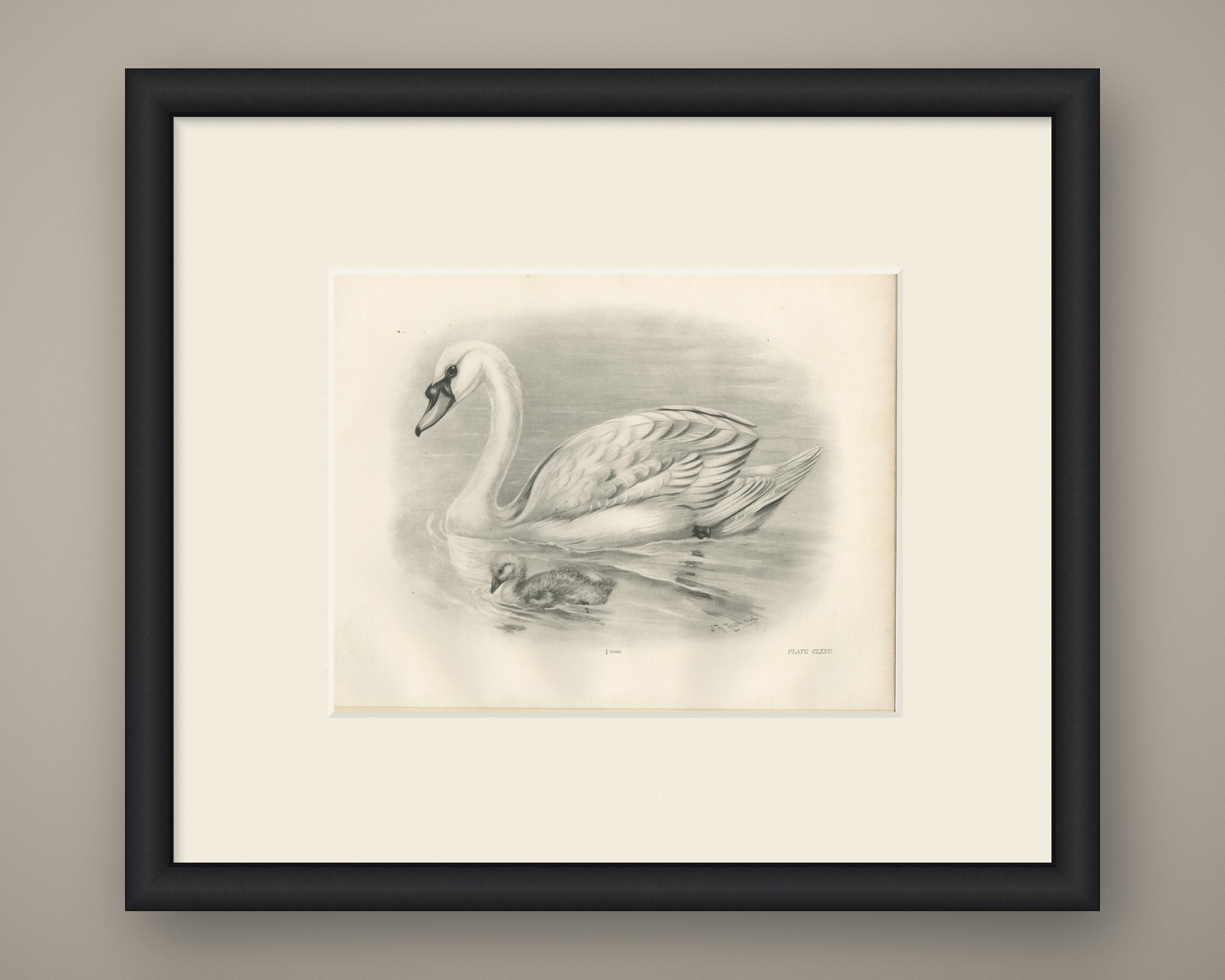 Mute Swan and Cygnet, Antique Bird Print after Lilian Medland, circa 1909, view 2