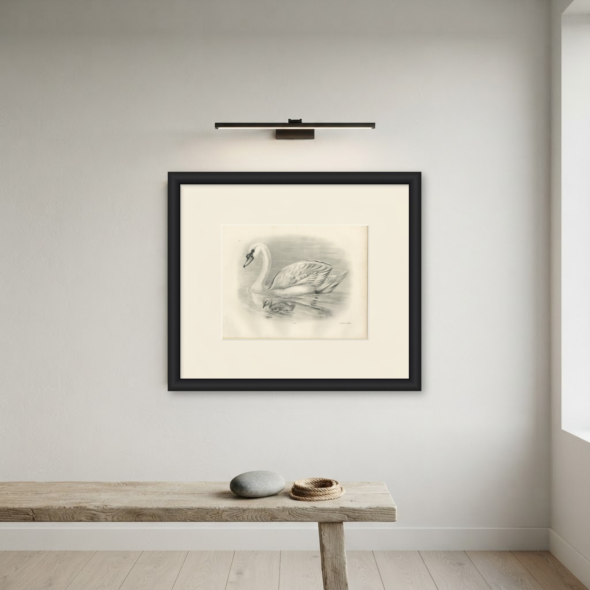 Mute Swan and Cygnet, Antique Bird Print after Lilian Medland, circa 1909, view 5