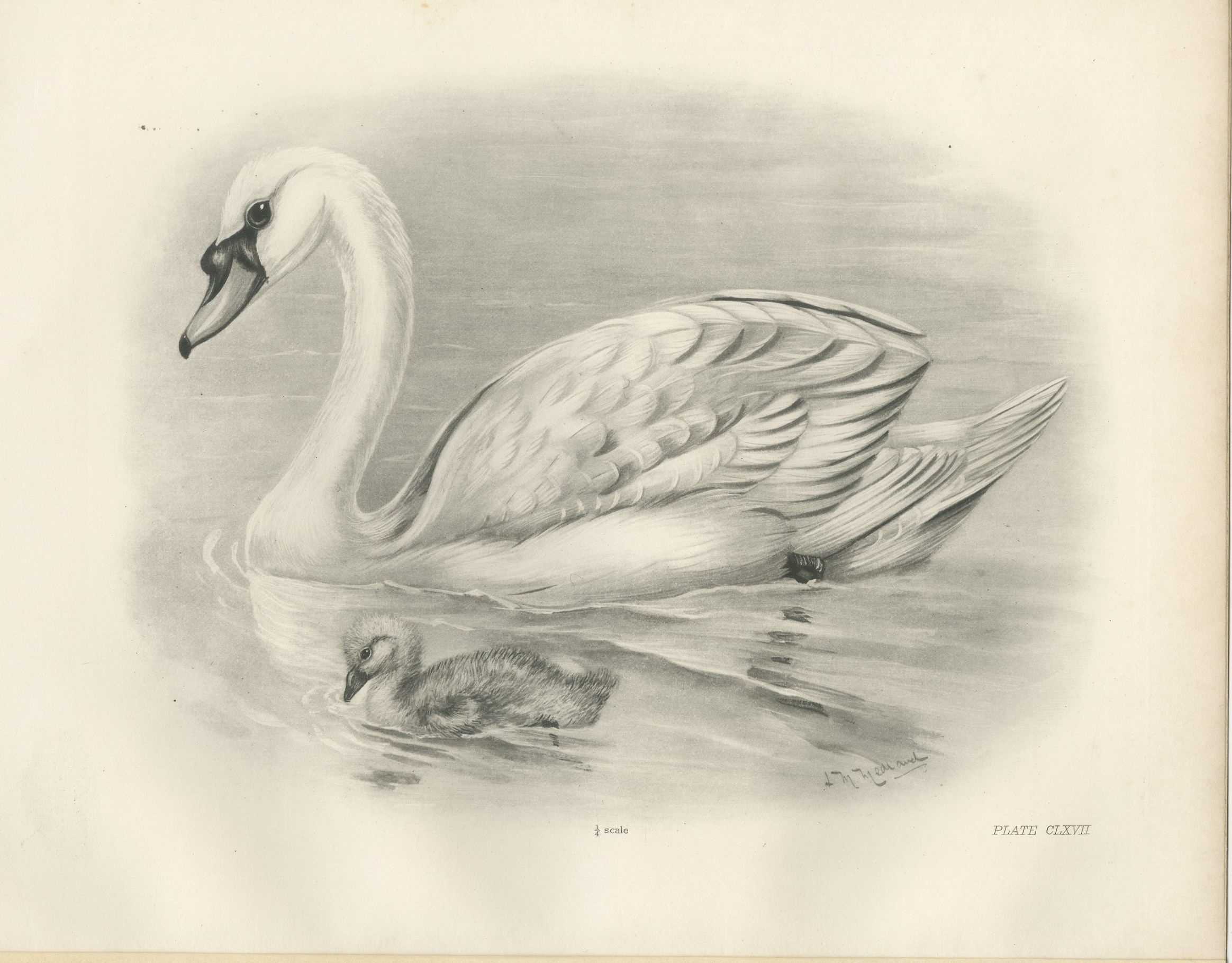 Mute Swan and Cygnet, Antique Bird Print after Lilian Medland, circa 1909