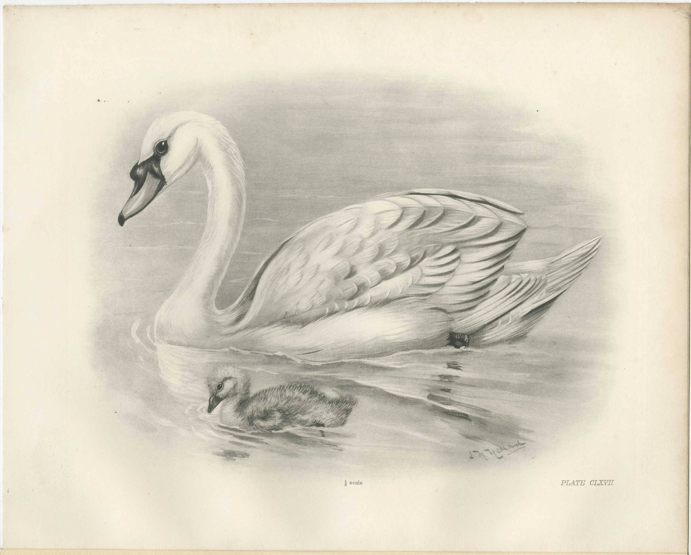 Mute Swan and Cygnet, Antique Bird Print after Lilian Medland, circa 1909, view 3