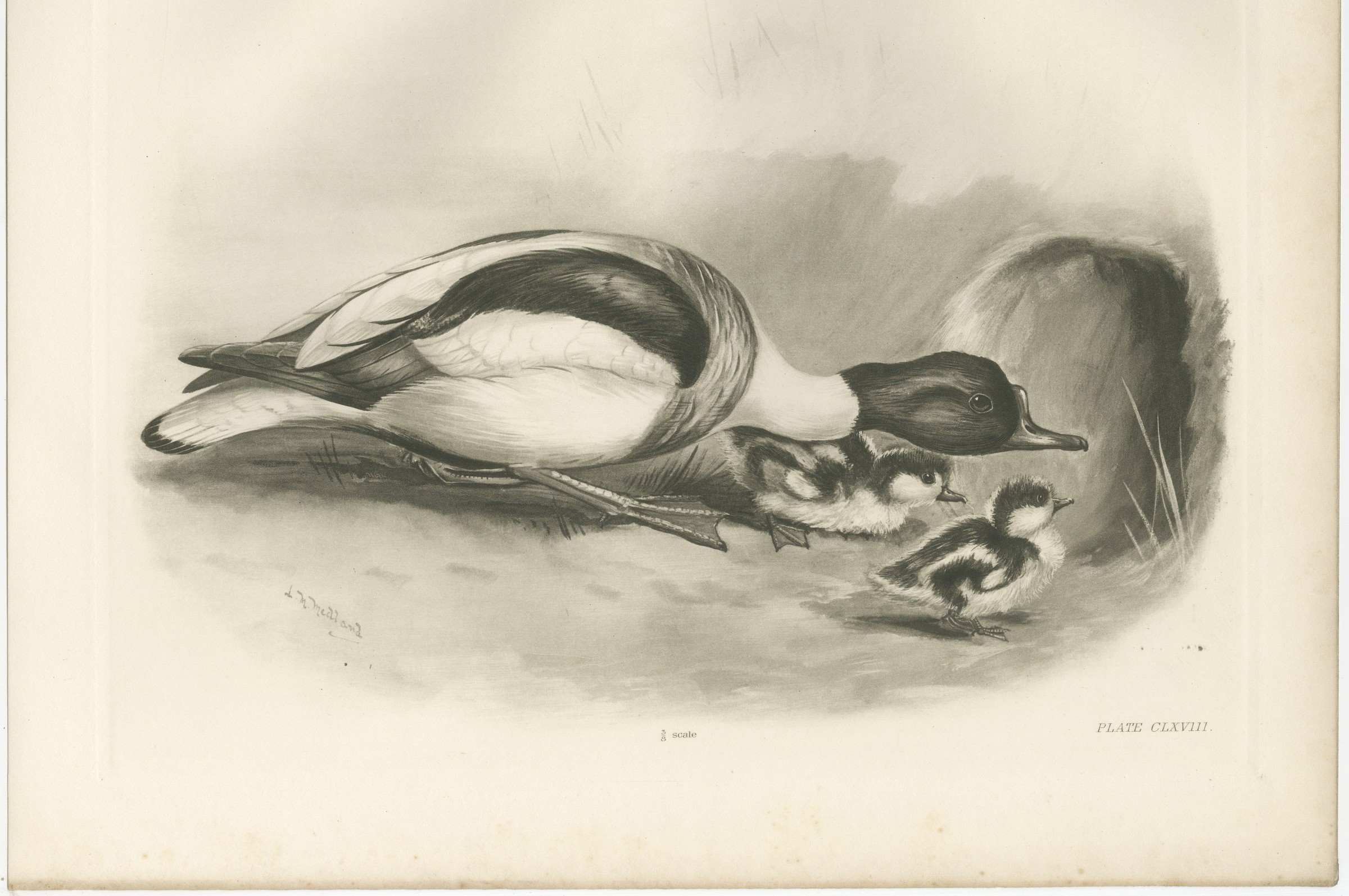 Shelduck and Ducklings, Antique Bird Print after Lilian Medland, circa 1909