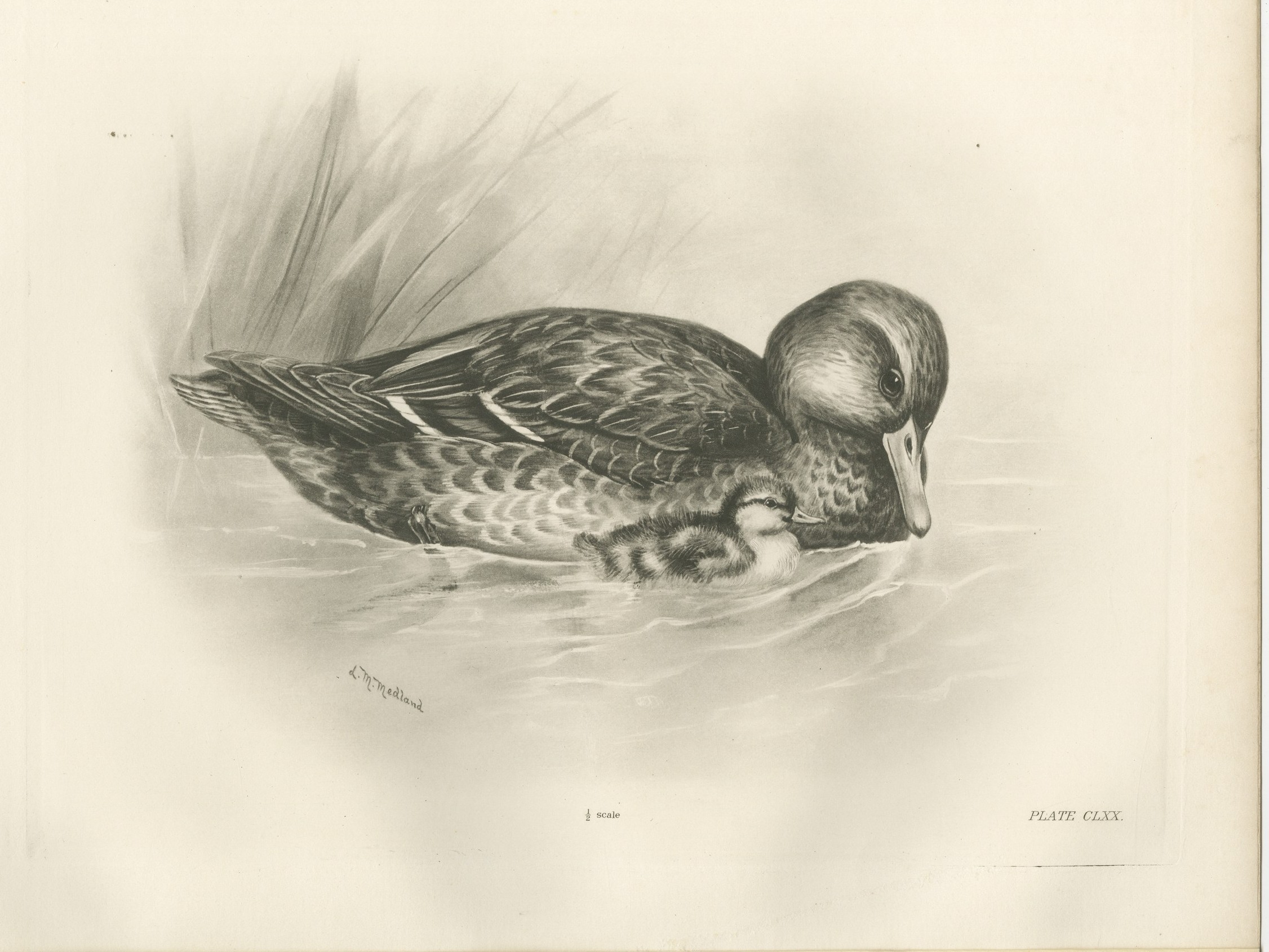 Duck and Duckling, Antique Bird Print after Lilian Medland, circa 1909