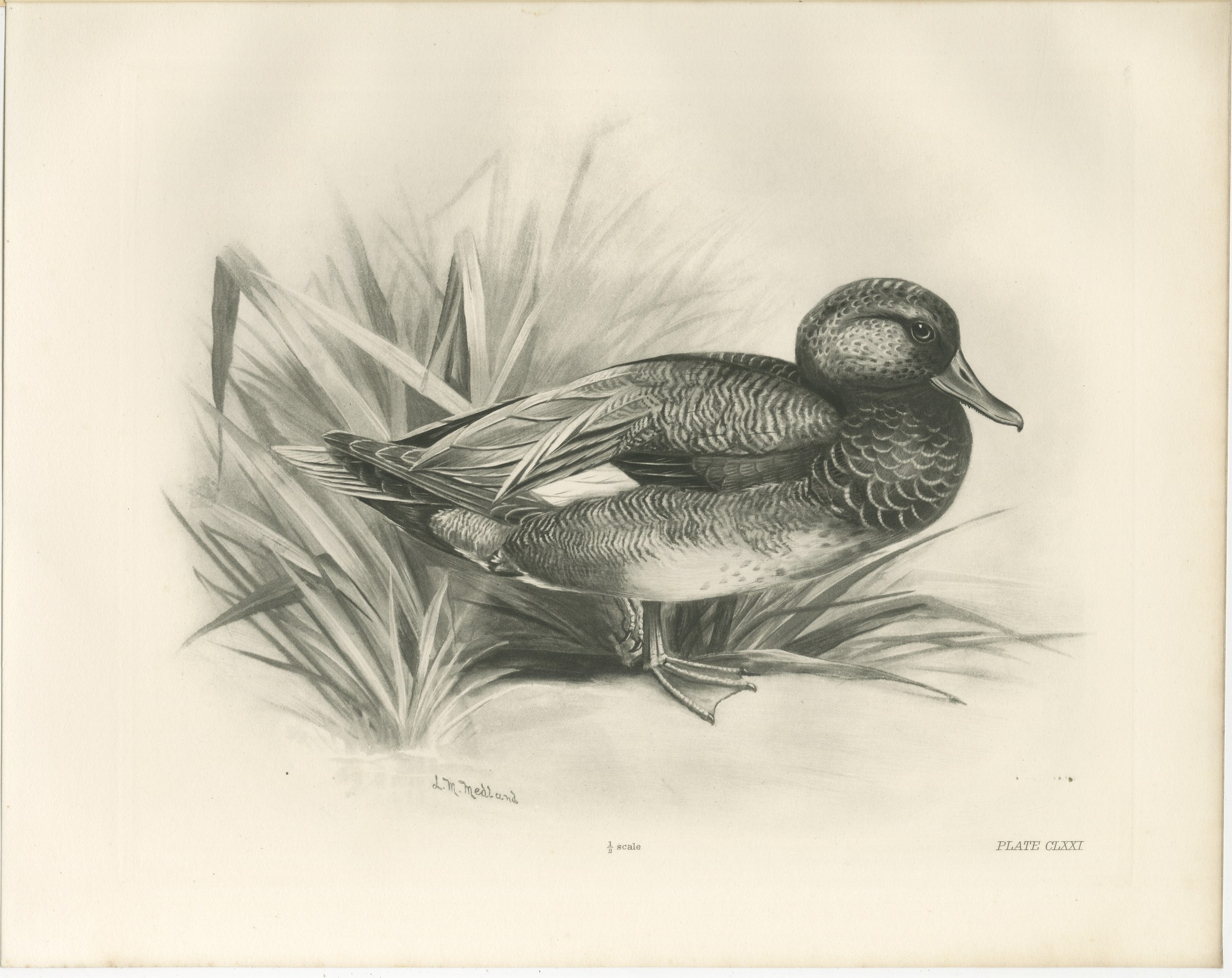 Gadwall Duck among Reeds, Plate CLXXI, Antique Bird Print by Medland, 1909