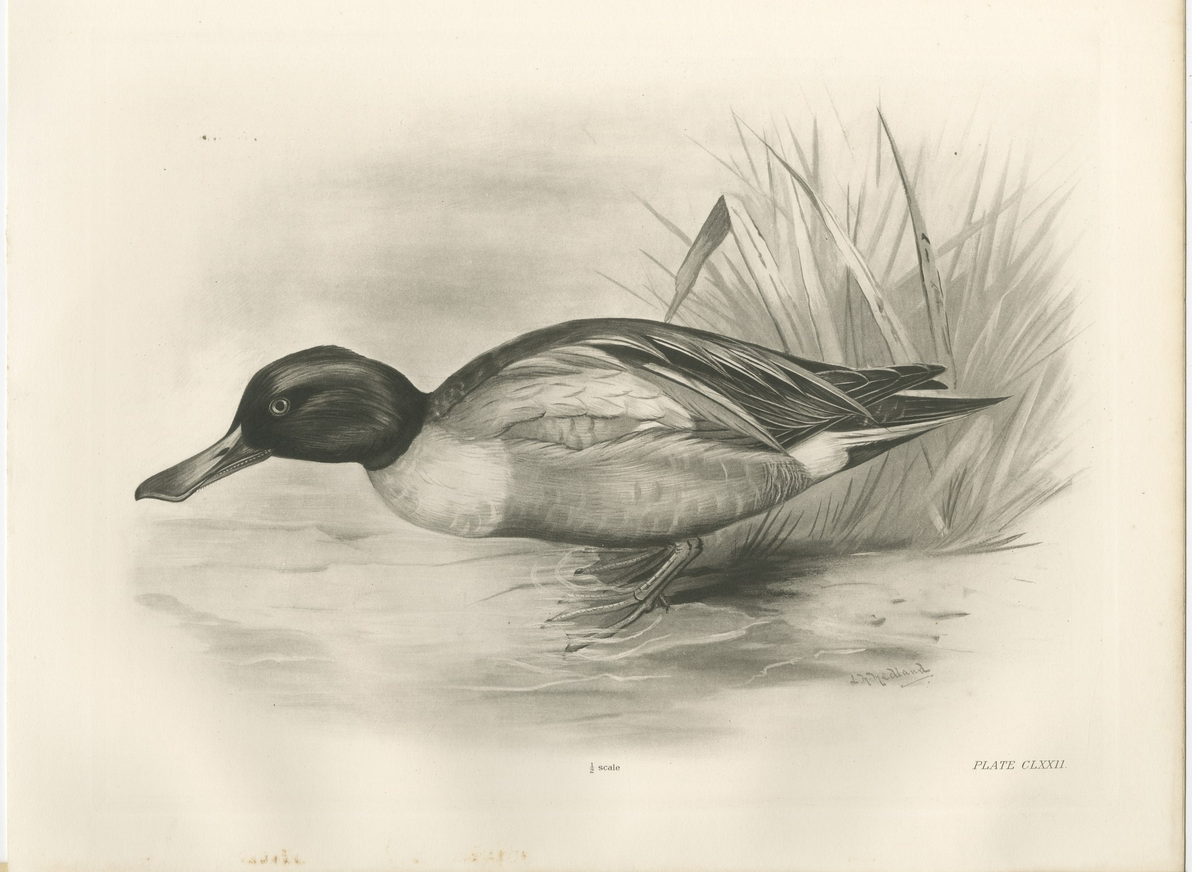 Drake on the Water, Antique Bird Print after Lilian Medland, circa 1909