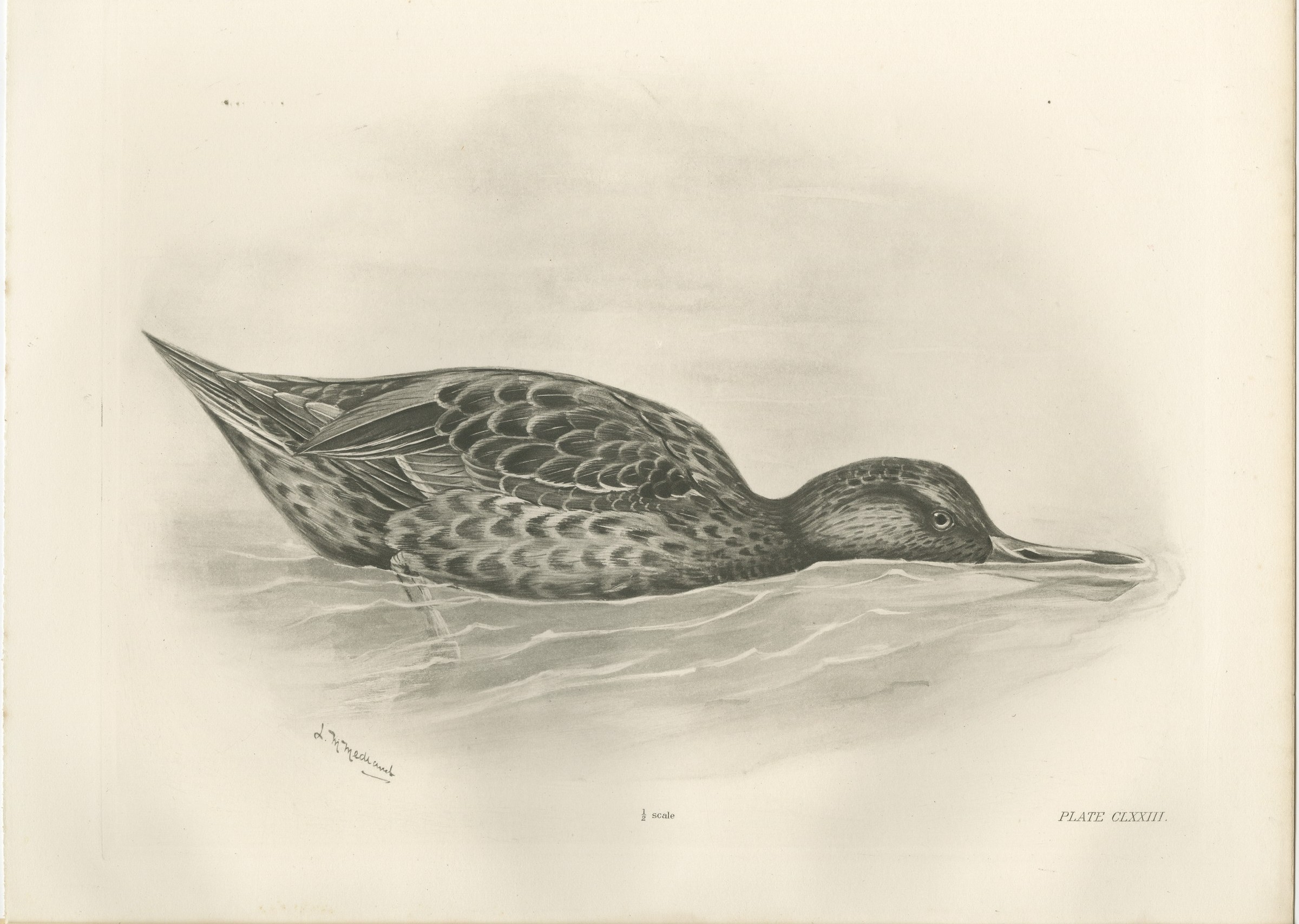 Duck Feeding, Antique Bird Print after Lilian Medland, circa 1909