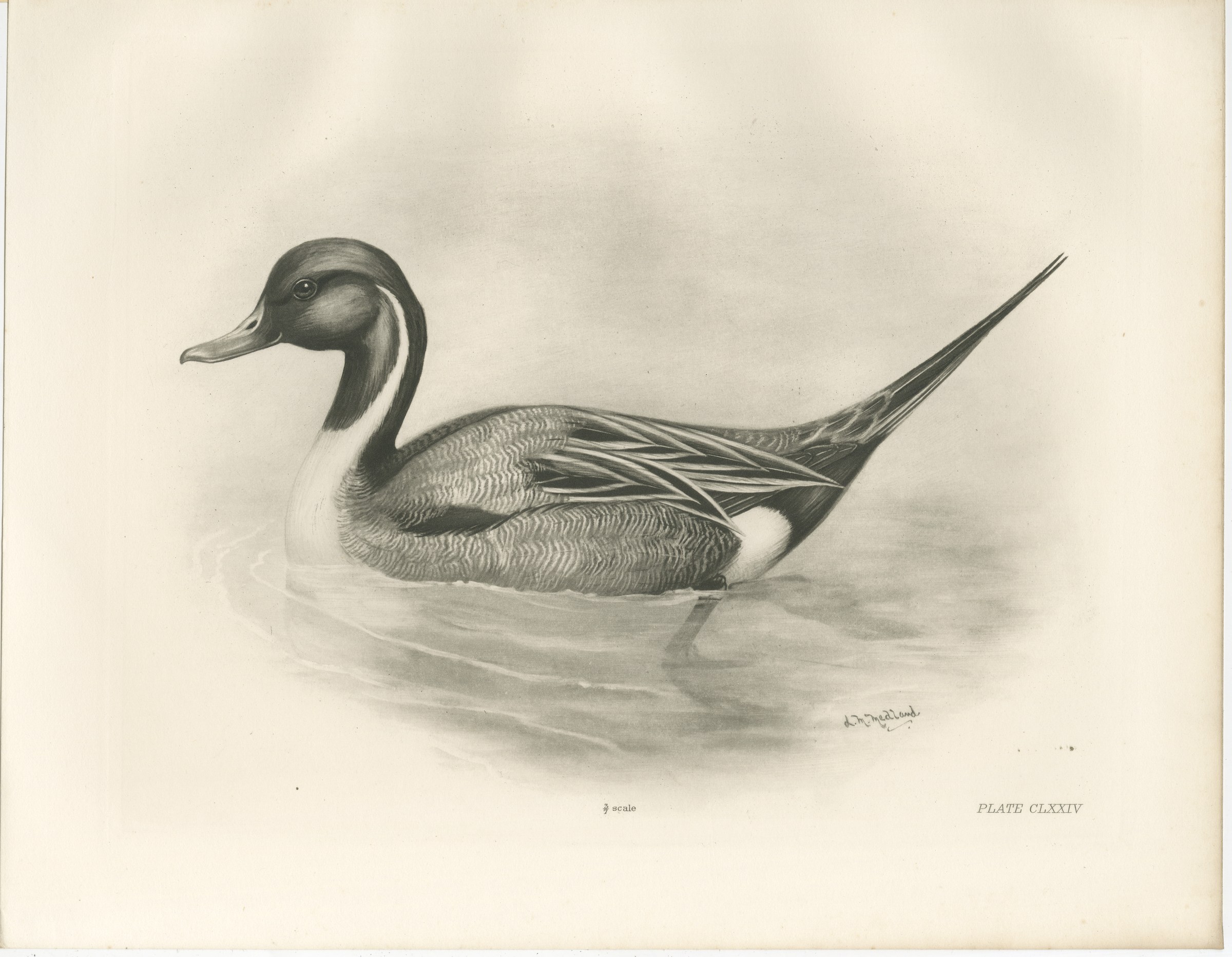 Pintail, Antique Bird Print after Lilian Medland, circa 1909