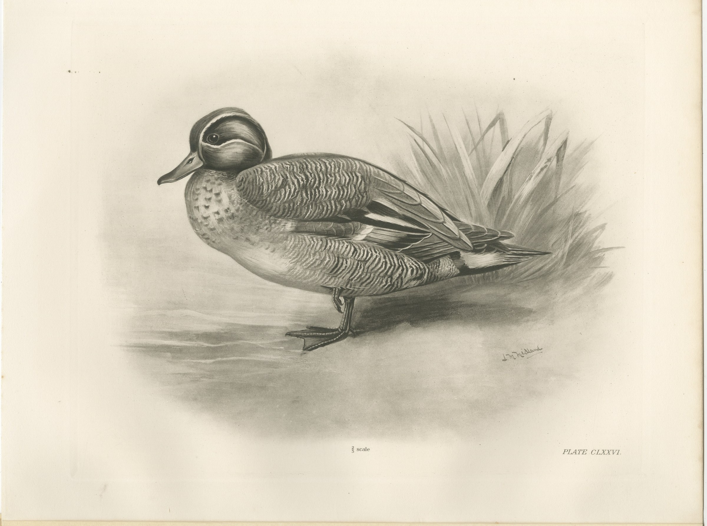 Garganey, Antique Bird Print after Lilian Medland, circa 1909