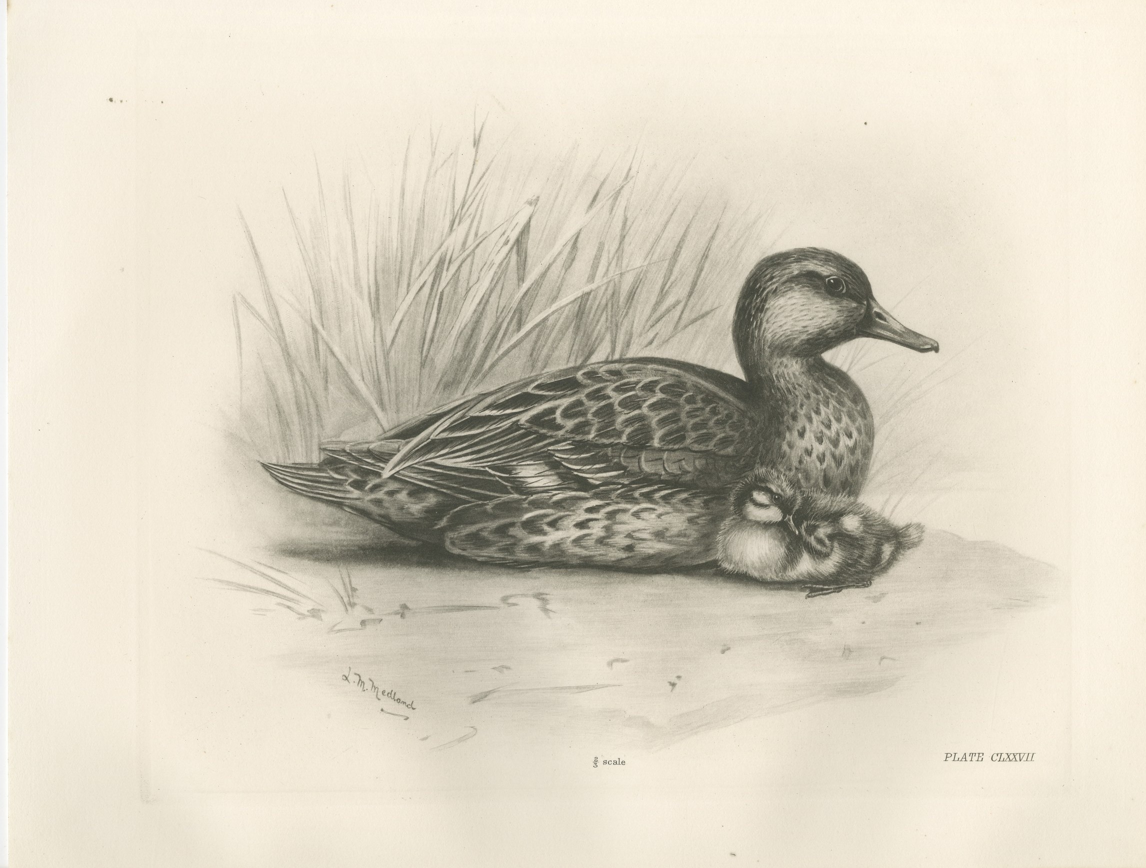 Duck and Young, Antique Bird Print after Lilian Medland, circa 1909