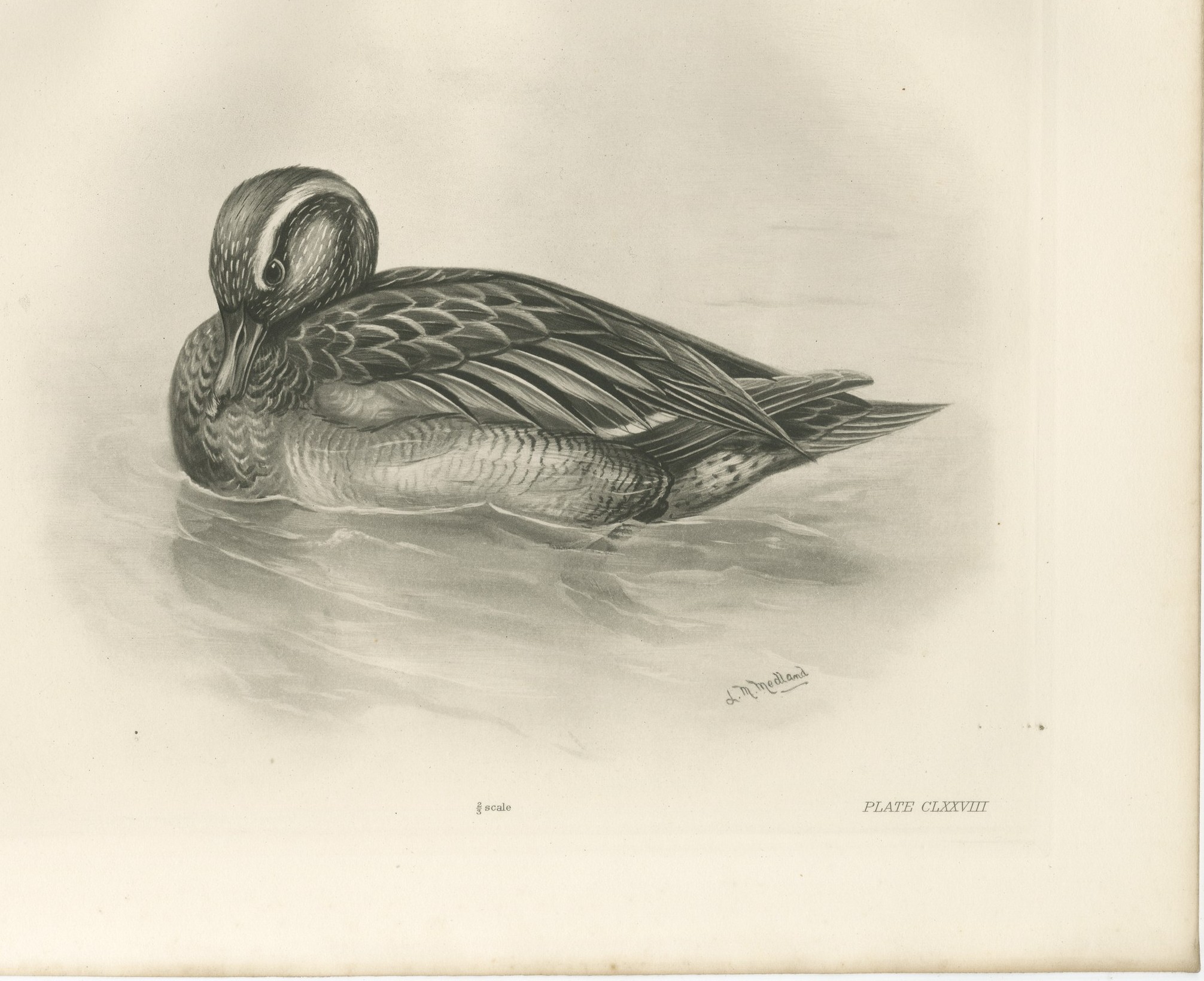 Duck Preening, Antique Bird Print after Lilian Medland, circa 1909
