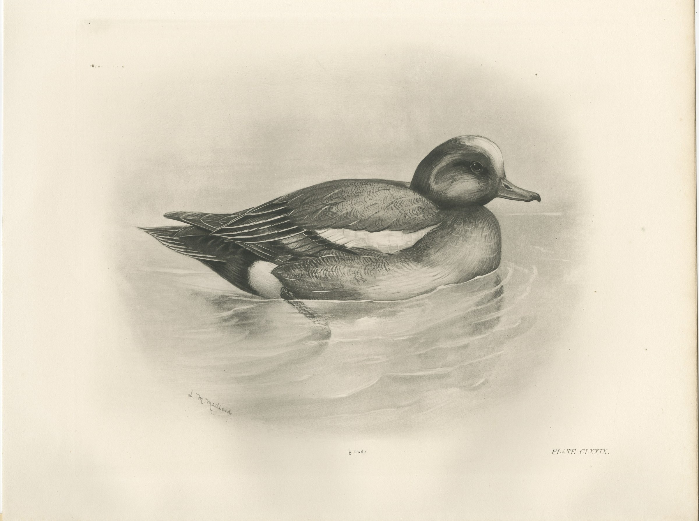 Wigeon, Antique Bird Print after Lilian Medland, circa 1909