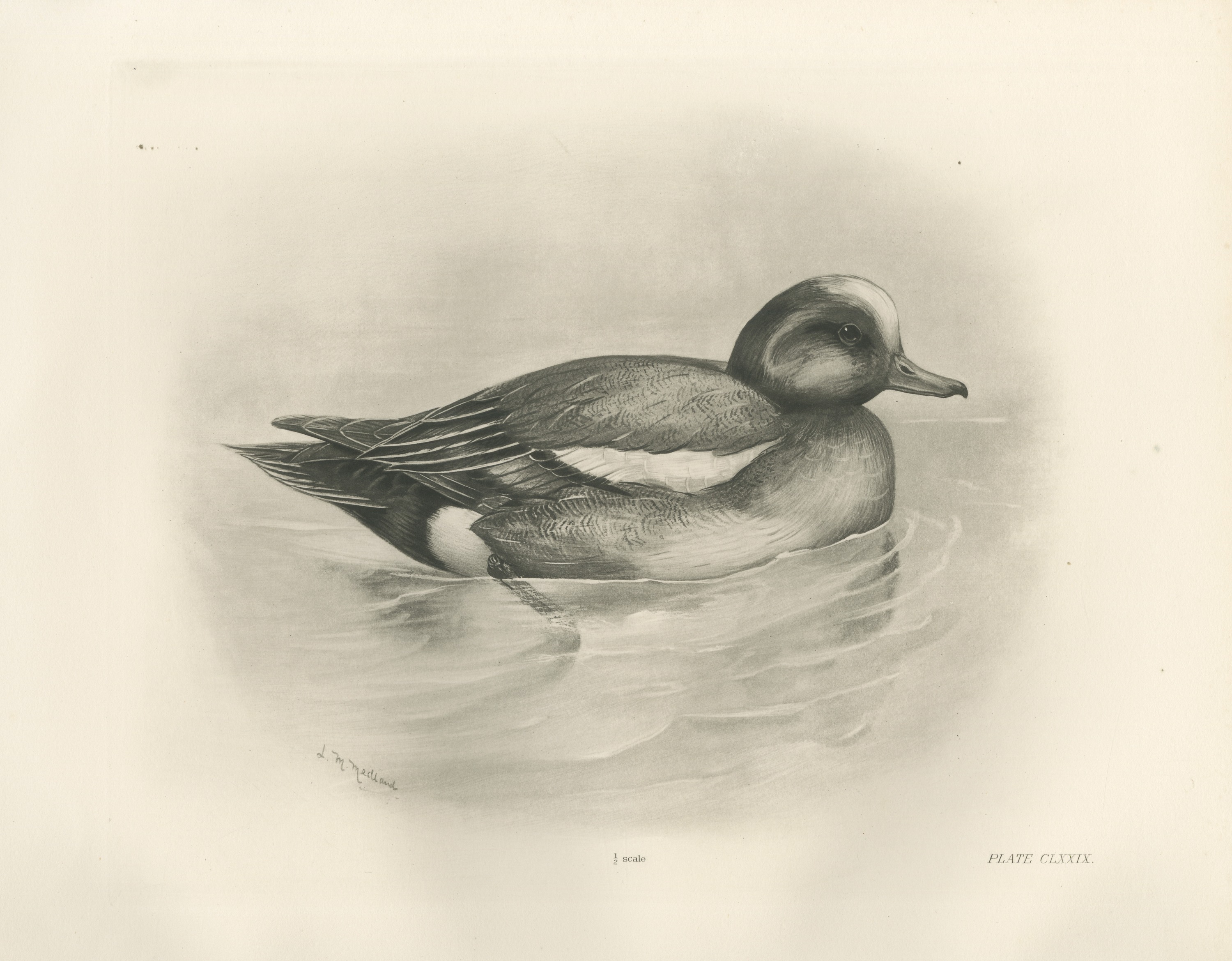 Wigeon Drake Swimming, Plate CLXXIX after Lilian Medland, c. 1909