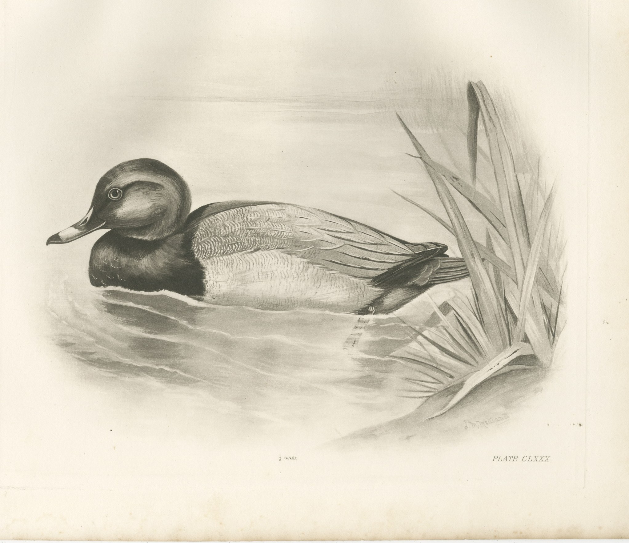 Pochard, Antique Bird Print after Lilian Medland, circa 1909