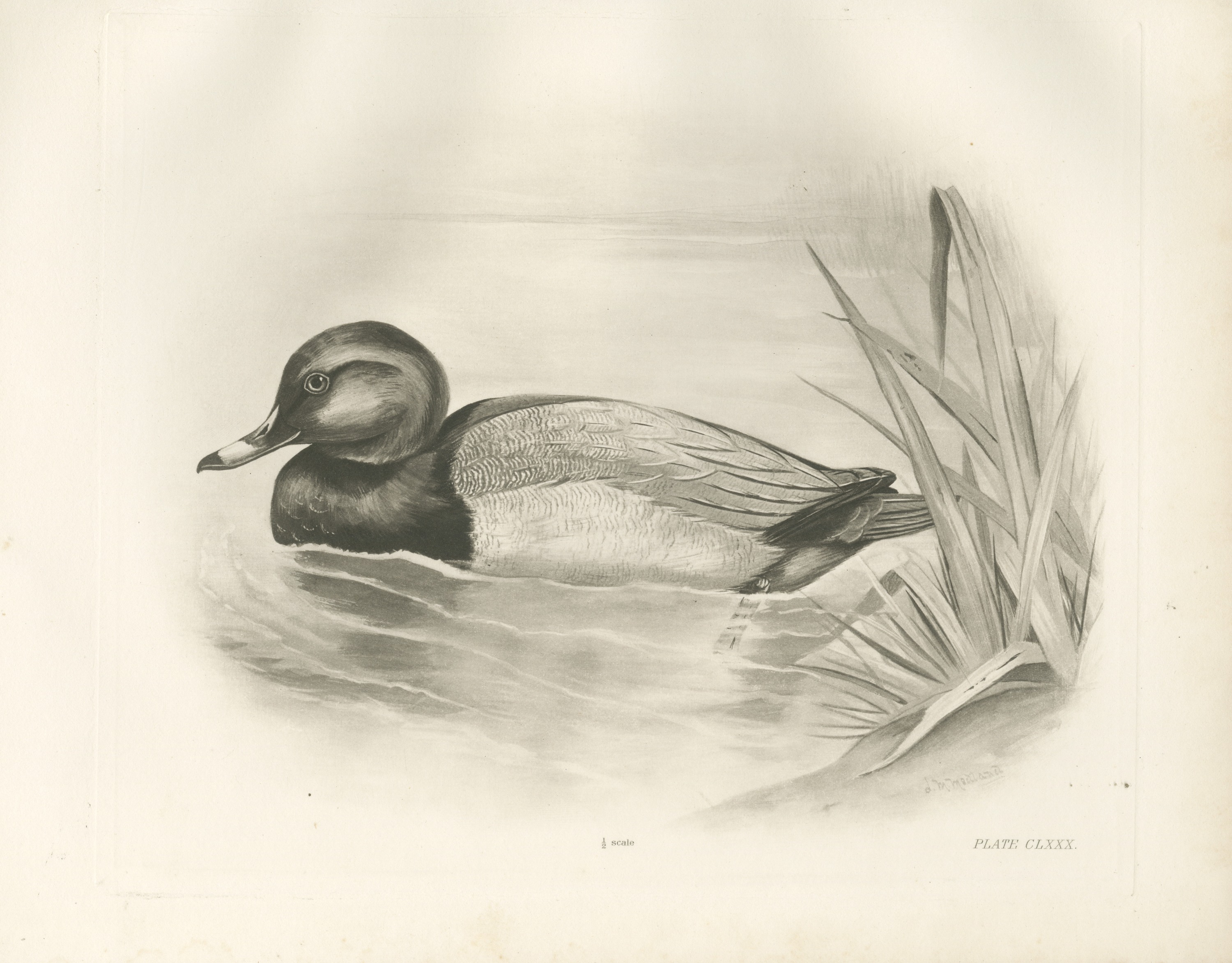 Pochard Drake Swimming by Reeds, Plate CLXXX after Lilian Medland, c. 1909