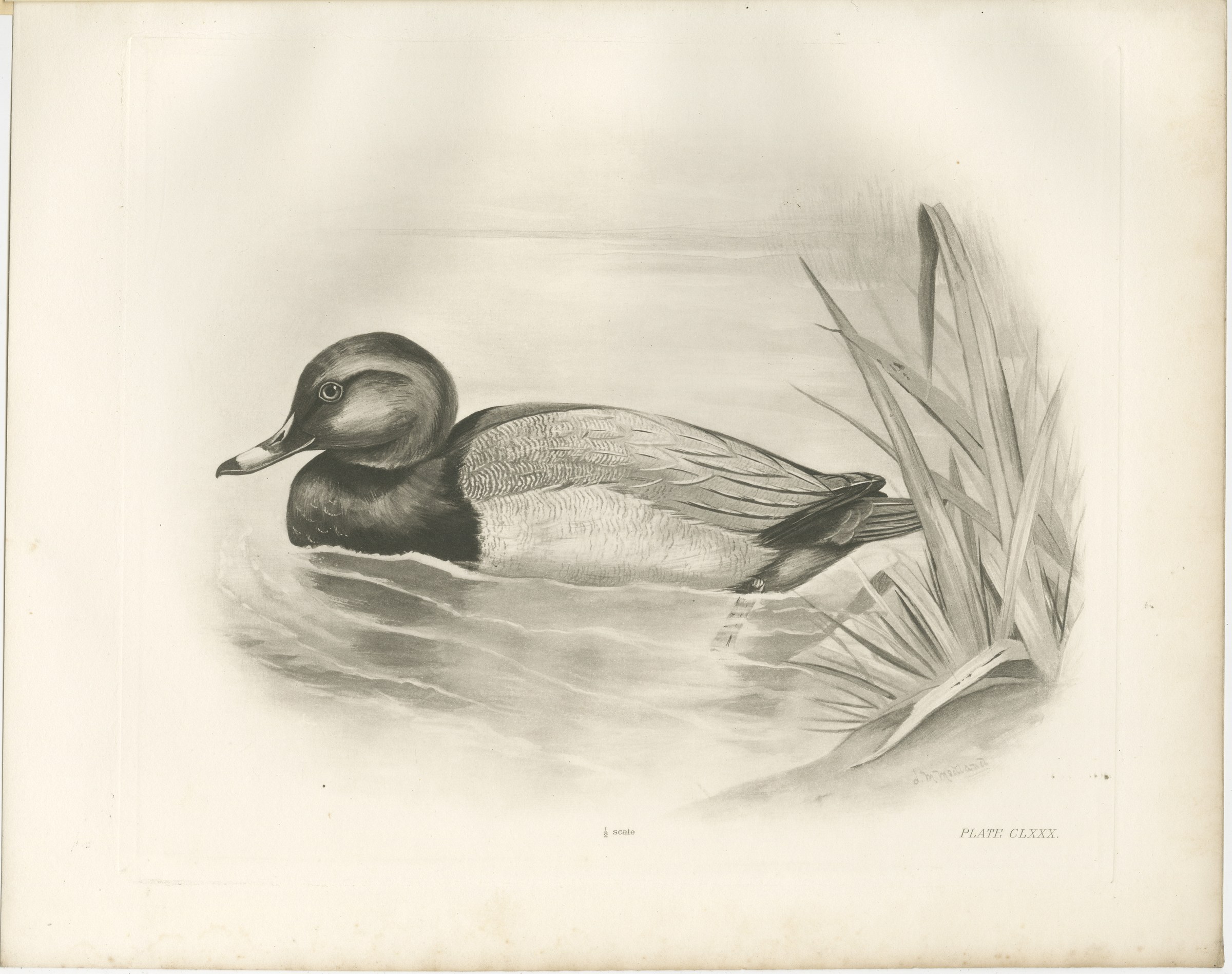 Pochard, Antique Bird Print after Lilian Medland, circa 1909