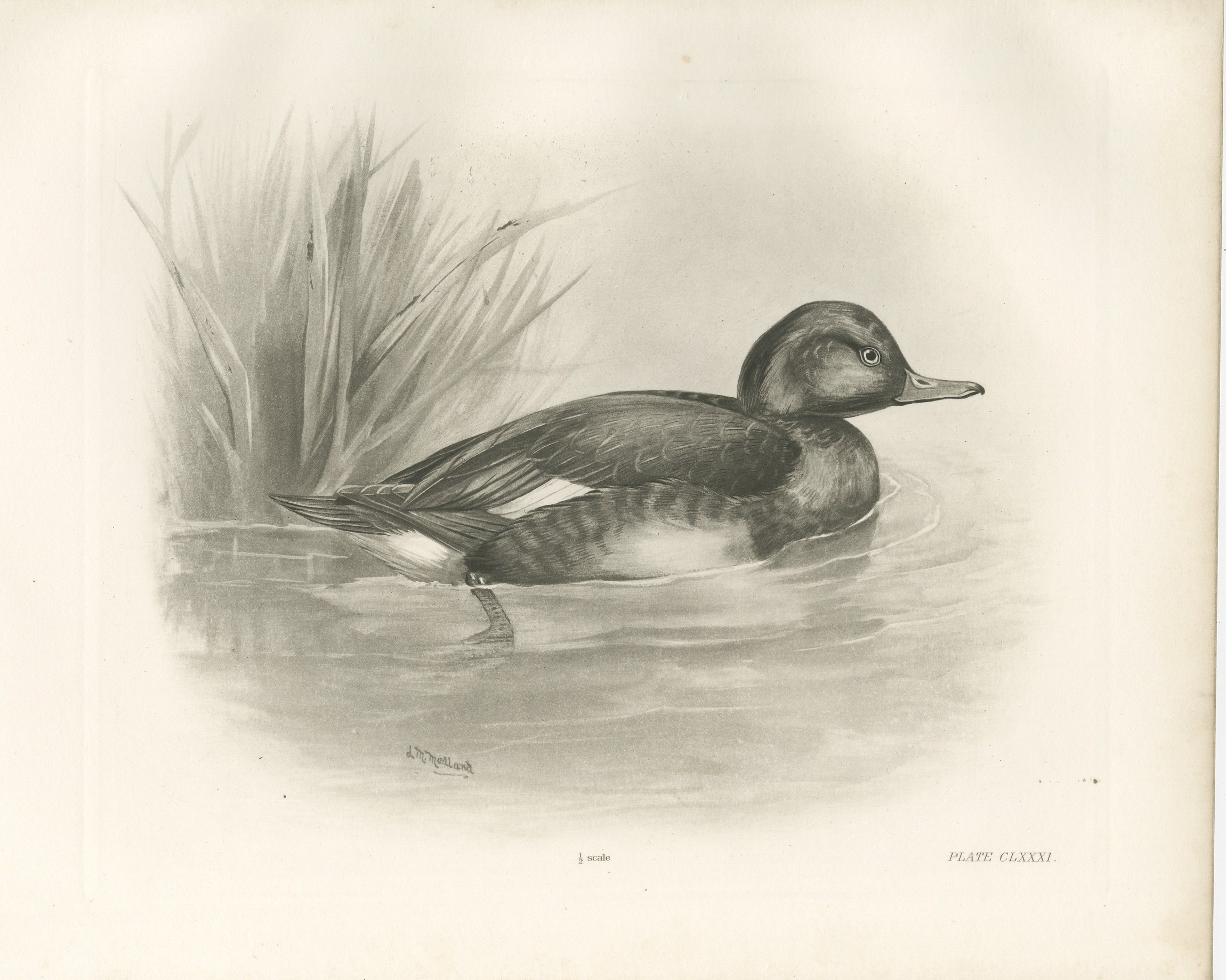 Diving Duck, Antique Bird Print after Lilian Medland, circa 1909