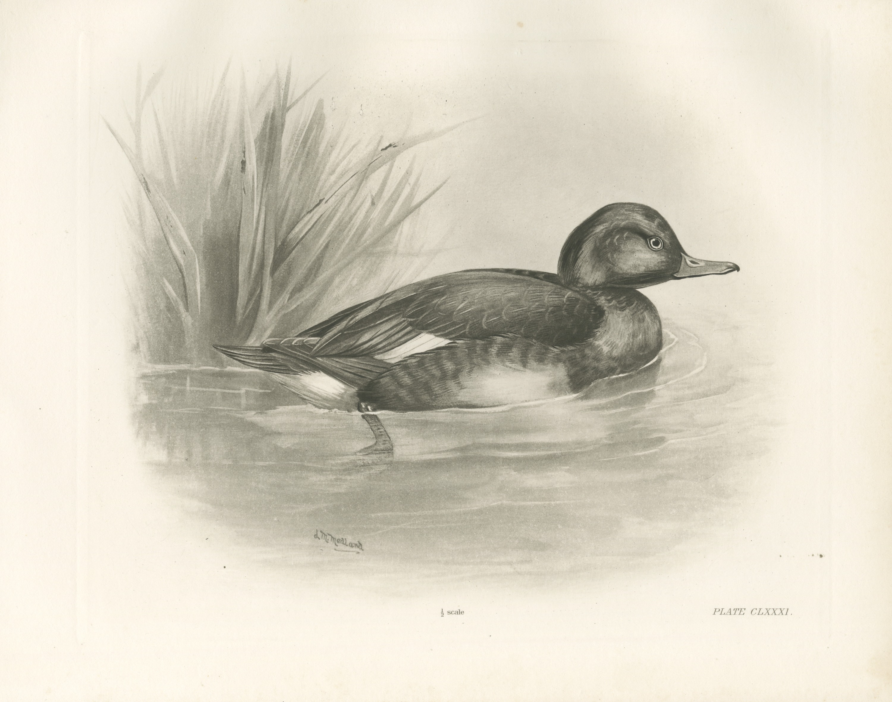 Ferruginous Duck Drake among Reeds, Plate CLXXXI after Lilian Medland, c. 1909
