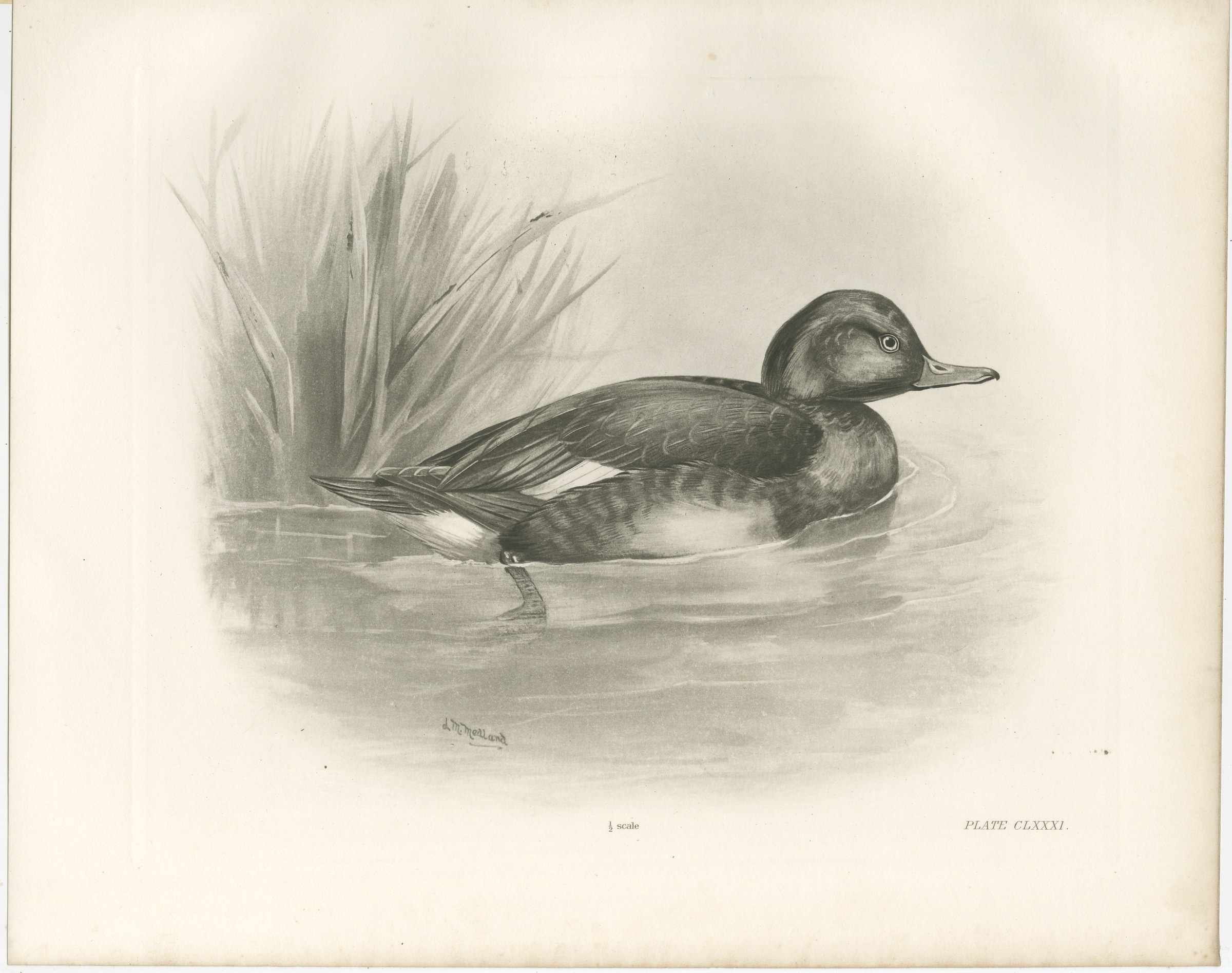 Diving Duck, Antique Bird Print after Lilian Medland, circa 1909