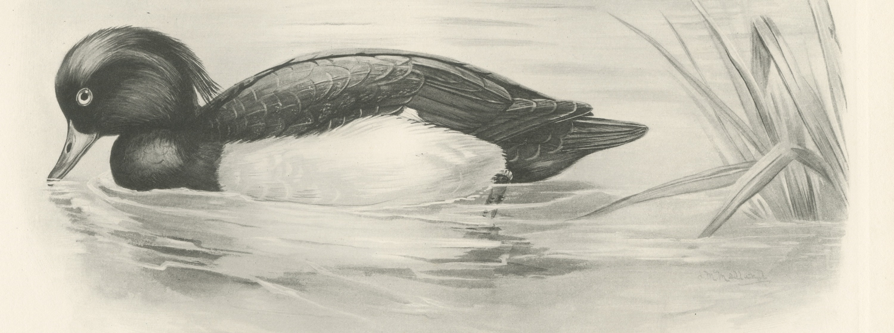 Tufted Duck Drake Feeding near Reeds after Lilian Medland, c. 1909