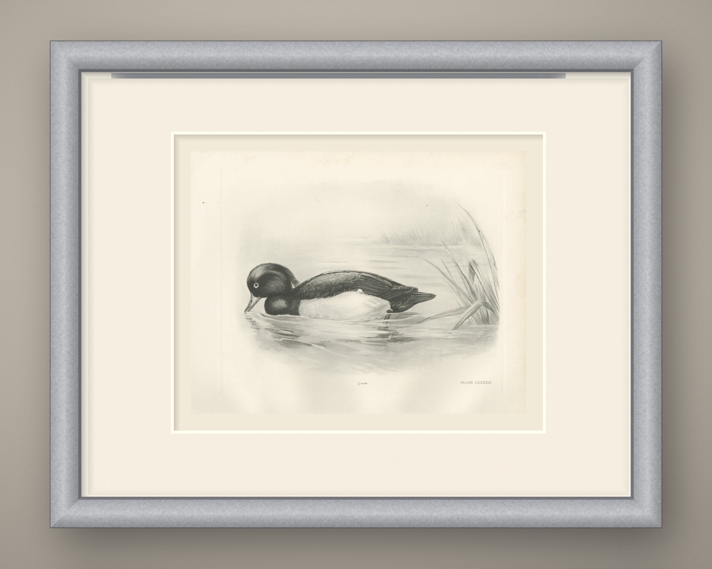 Tufted Duck Drake Feeding near Reeds after Lilian Medland, c. 1909