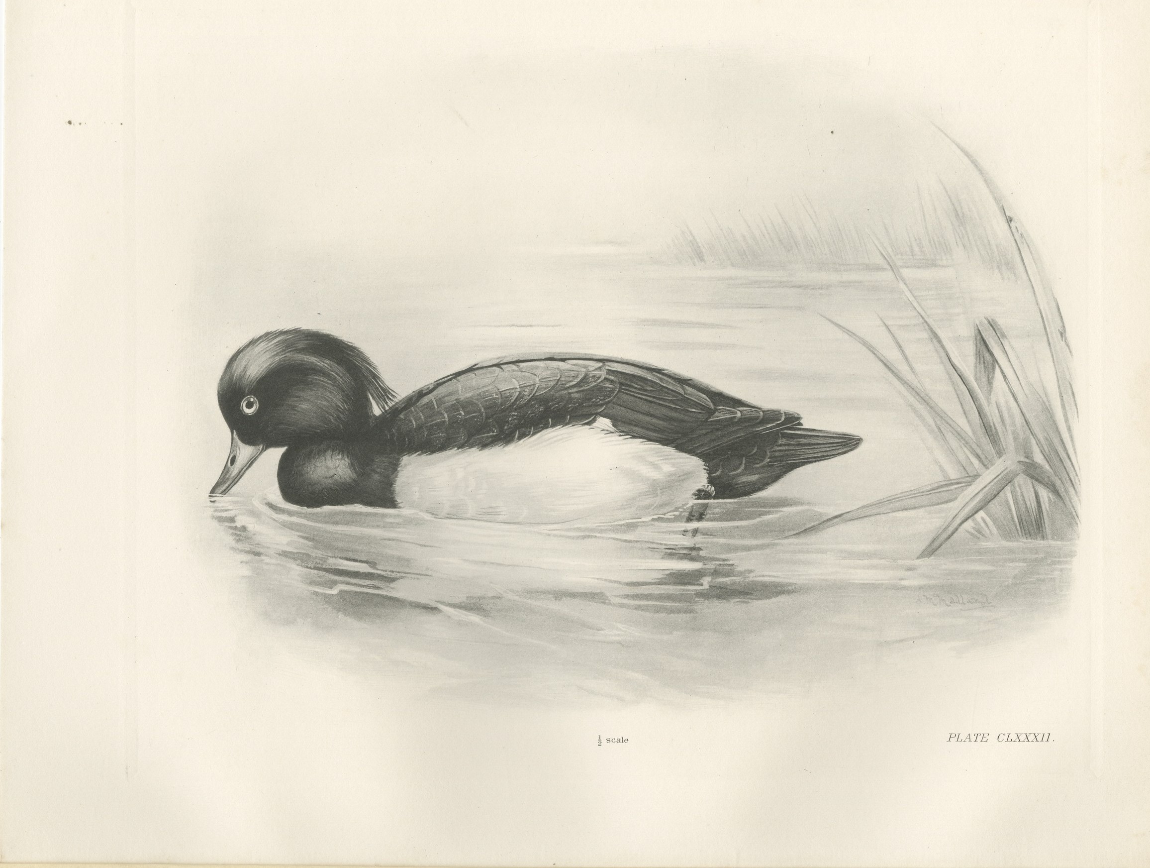 Tufted Duck, Antique Bird Print after Lilian Medland, circa 1909